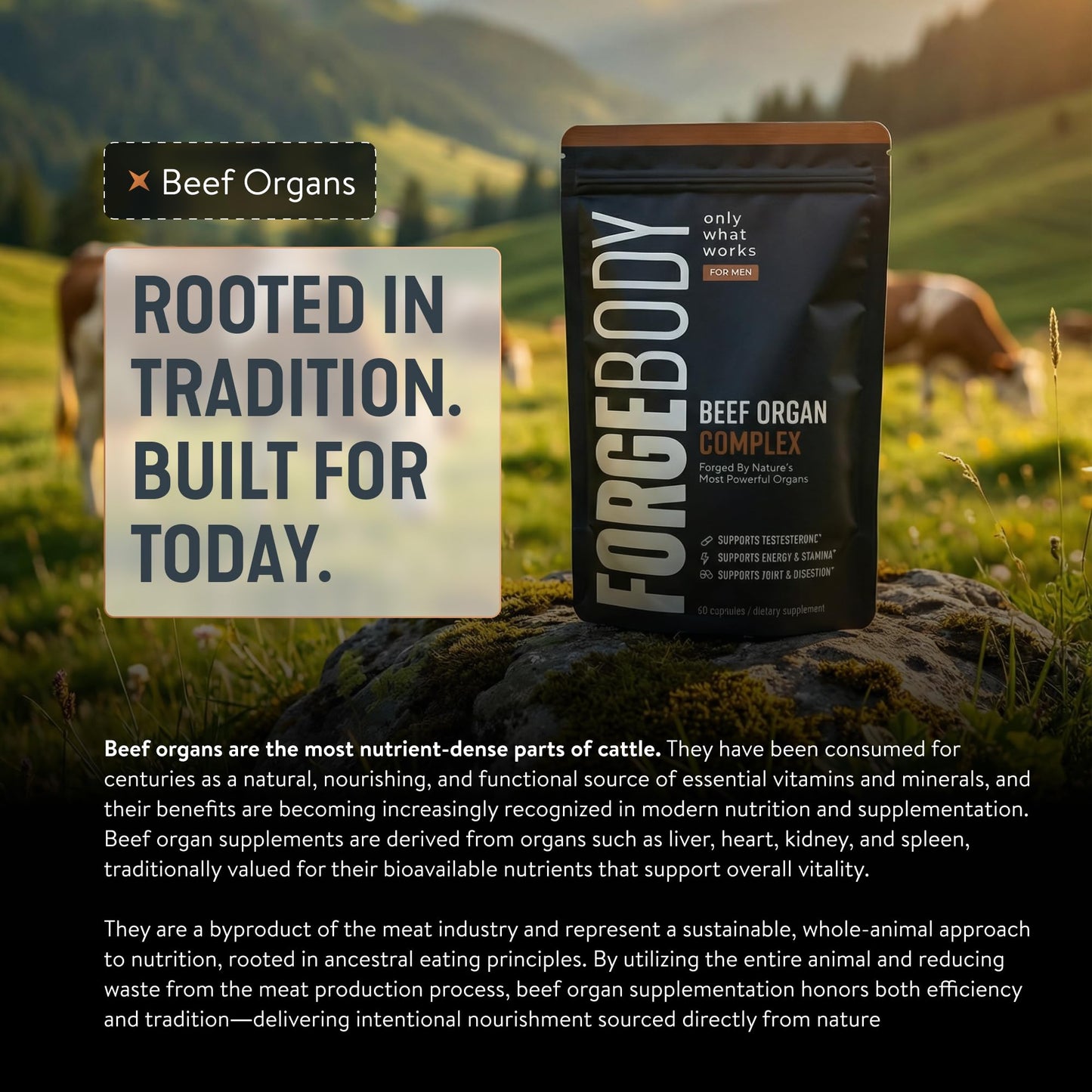 FORGEBODY® Beef Organ Complex Capsules [1 Month] - 100% Grass Fed Beef Organ Supplement with Blend of Liver, Heart, Bone Marrow, Pancreas & Testicles - Maple Wellness Supplements