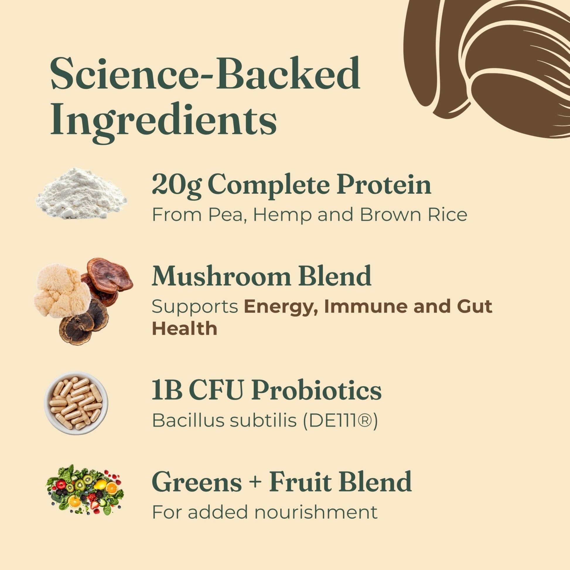 Four Sigmatic Organic Plant-Based Protein Powder | Clean Vegan Protein Elevated with Lion’s Mane, Chaga, Cordyceps and More for Brain Function and Immune Support | Creamy Cacao, 21.16 oz - Maple Wellness Supplements