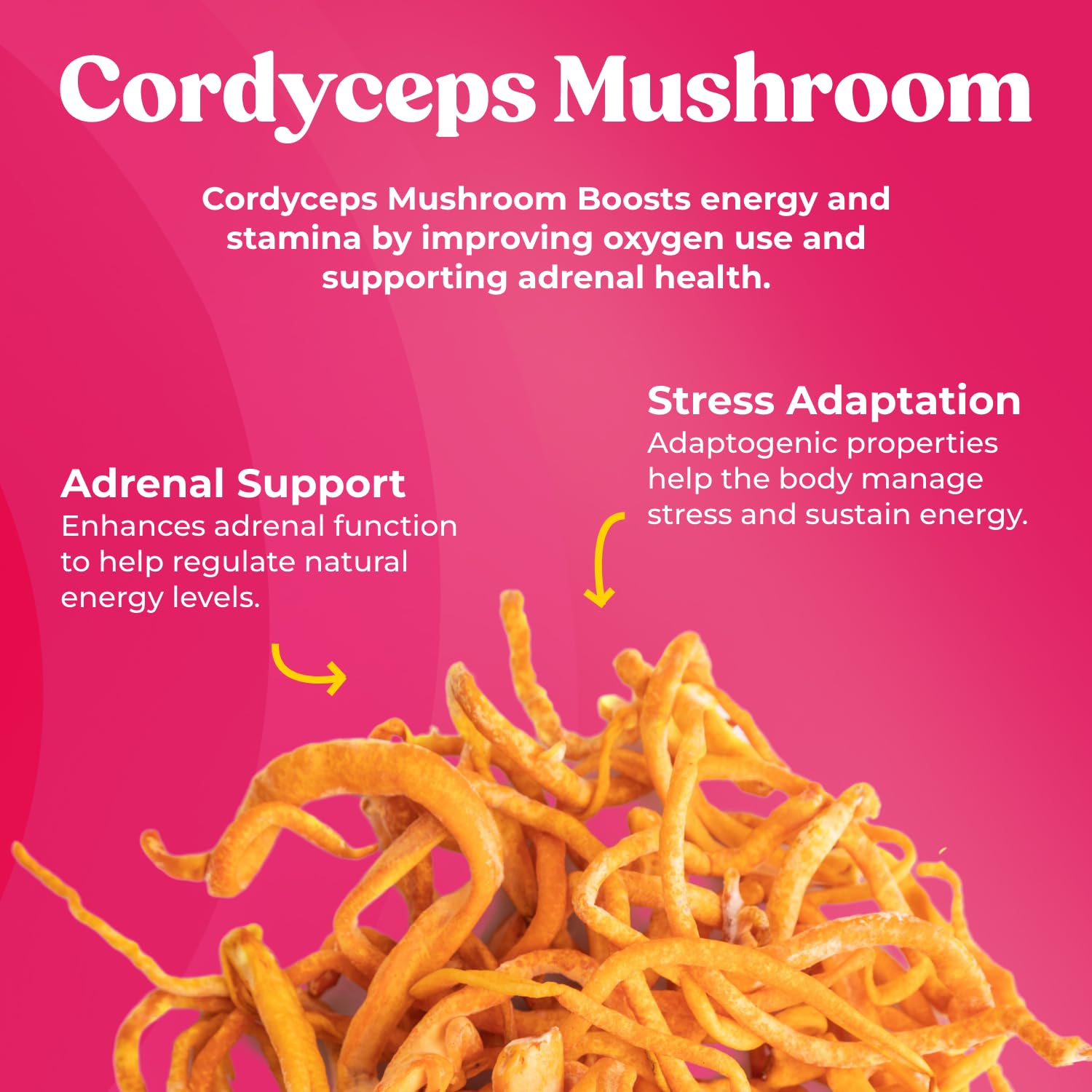 Fungiments Super Bouncy Mushroom Supplement – Cordyceps Focus Capsules for Adults – Natural Brain Boost, Green Tea Energy Vitamins Without jitters, Stamina for Women, Fatigue Support – 60 Count - Maple Wellness Supplements