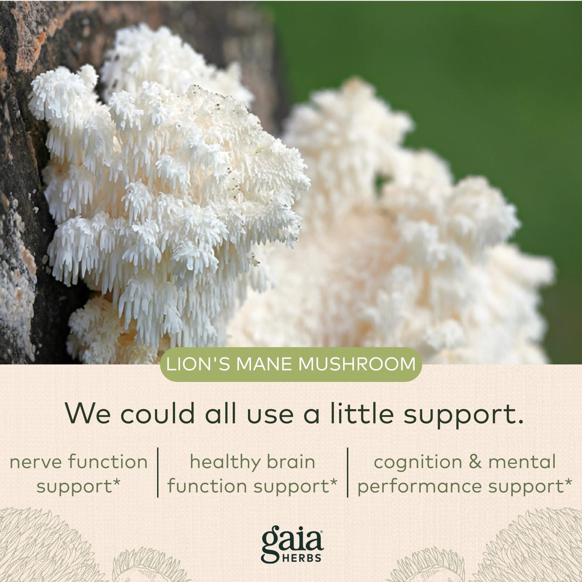 Gaia Herbs Organic Lion’s Mane Mushroom - Brain and Nerve Support Supplement - Maple Wellness Supplements