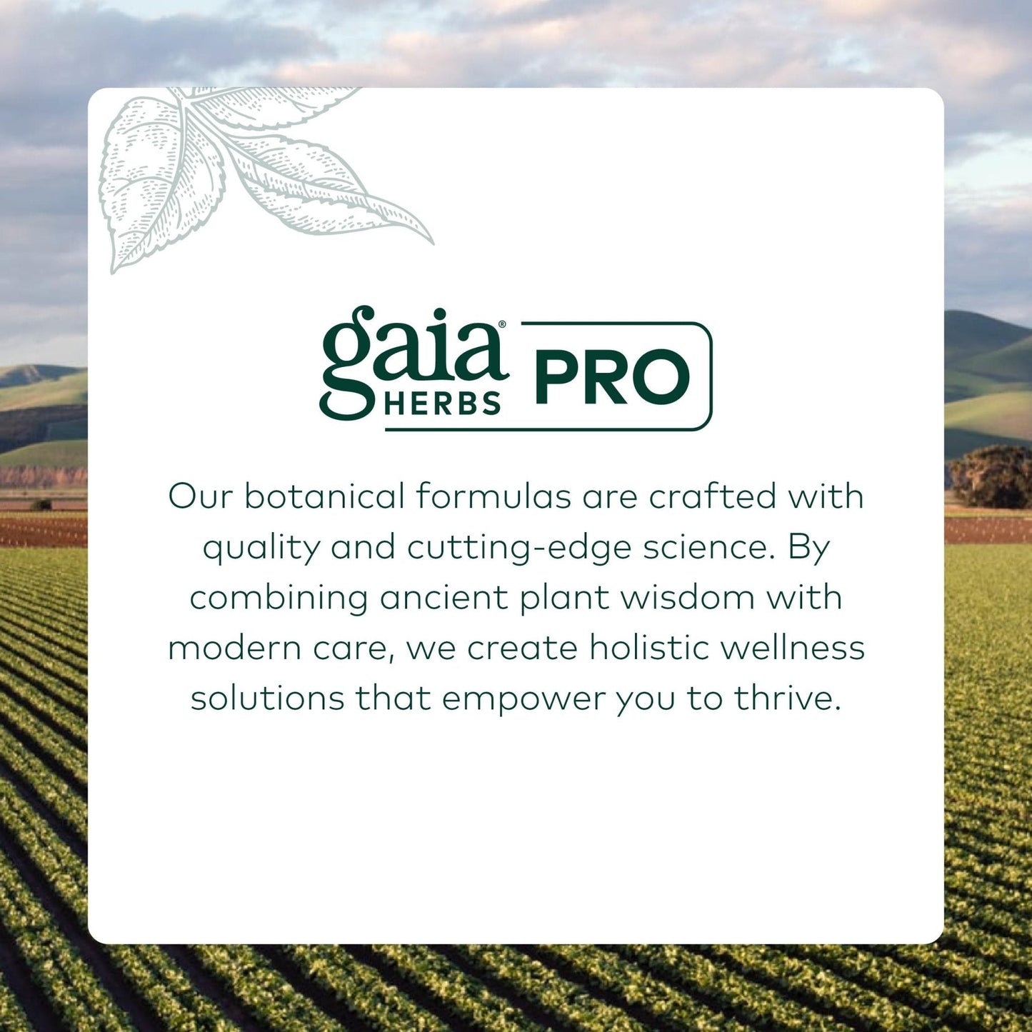 Gaia Herbs Pro Female Hormone Formula PM - Women's Health Supplement for Menopause & Sleep Support - Black Cohosh & St. John's Wort - Vegan, Soy-Free & Gluten-Free - 60 Liquid Phyto-Caps (30 Servings) - Maple Wellness Supplements