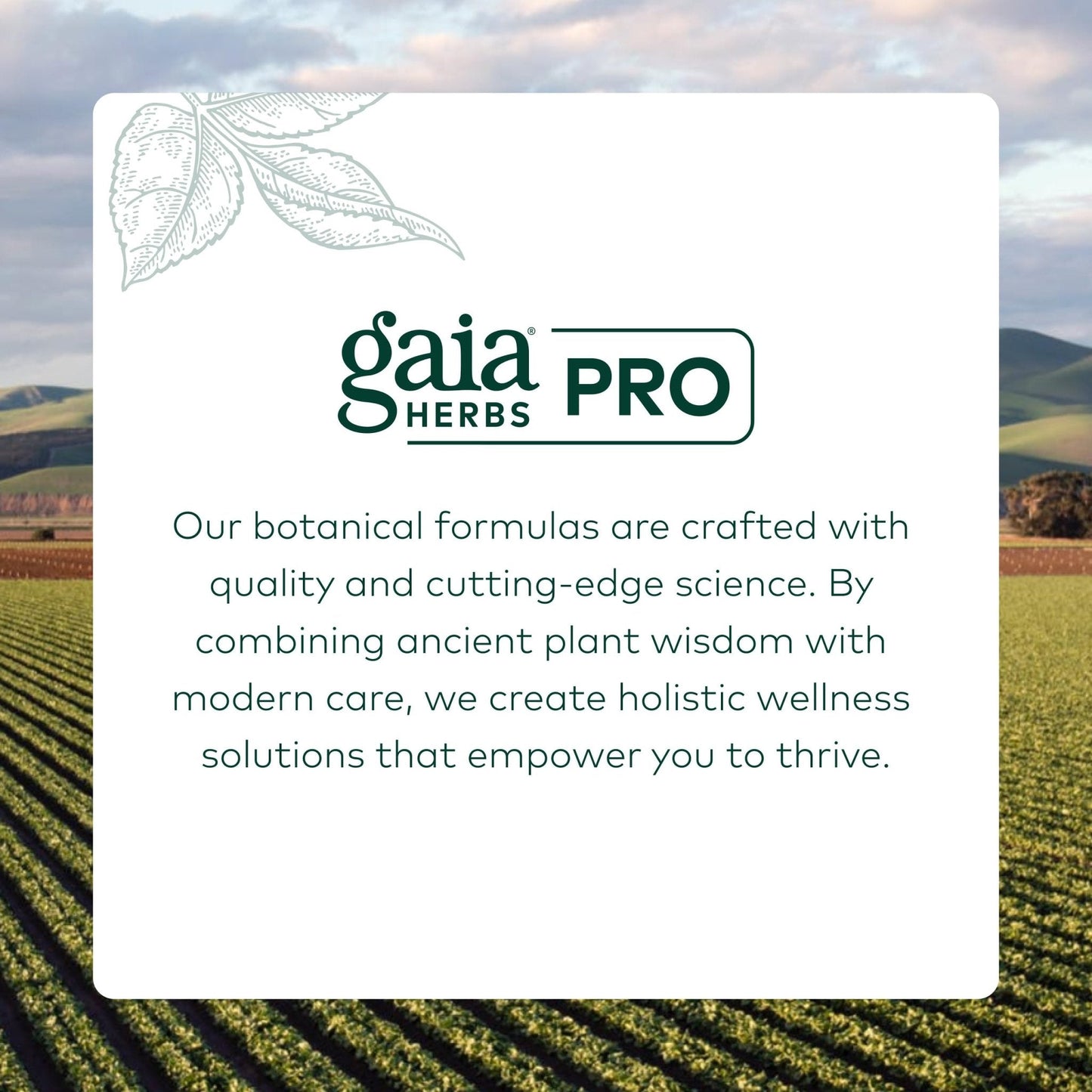 GAIA HERBS PRO Nootropic Focus - Brain Health Support Supplement* - Nootropic Supplement with Saffron, Ginkgo Leaf Extract & Lemon Balm - Vegan, Gluten-Free - 40 Liquid Phyto-Caps (20 Servings) - Maple Wellness Supplements