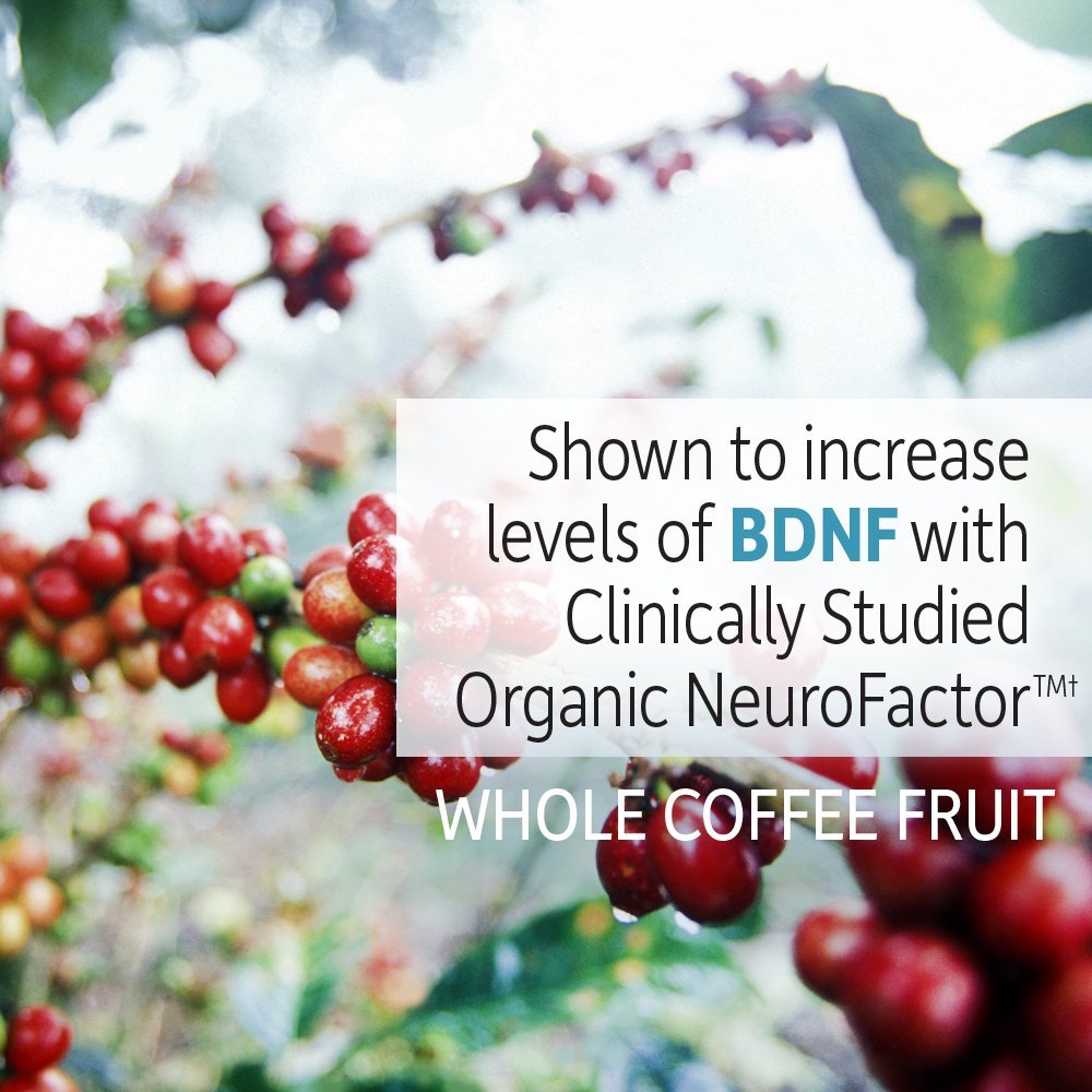 Garden of Life Dr. Formulated Organic Brain Health Memory & Focus for Adults 40+ 60 Tablets - Maple Wellness Supplements