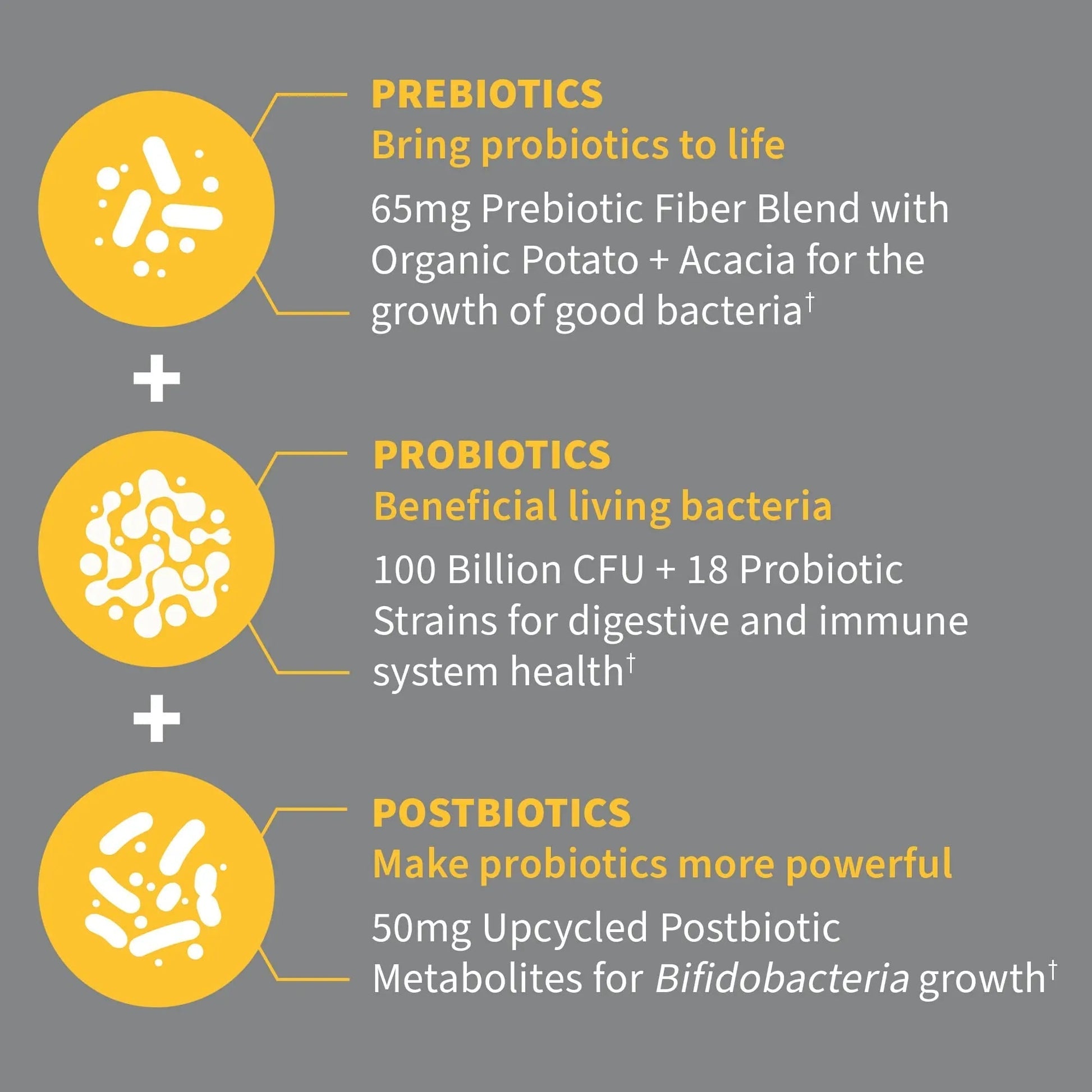 Garden of Life Dr Formulated Probiotics 100 Billion CFU Pre + Pro + Postbiotics - Extra Strength Digestive & Immune Support for Men and Women, Potato, Acacia, Postbiotic Metabolites, 30 Capsules - Maple Wellness Supplements