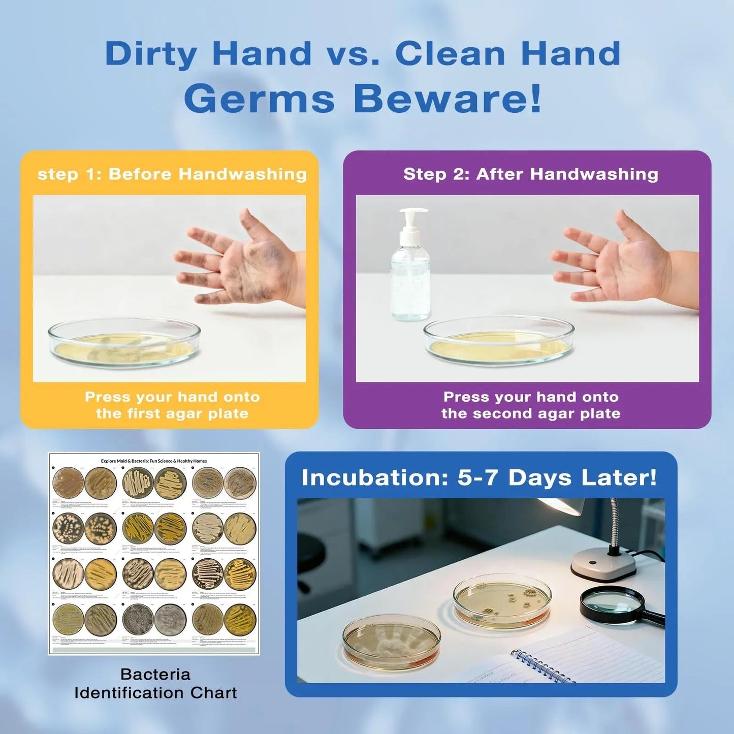 Giant Microbiology Bacteria Science Kit for Kids:2 XL 150mm Prepoured Nutrient Agar Plates, Petri Dishes with Agar & Colony Characteristics Poster for School Projects & Educational Gifts - Maple Wellness Supplements