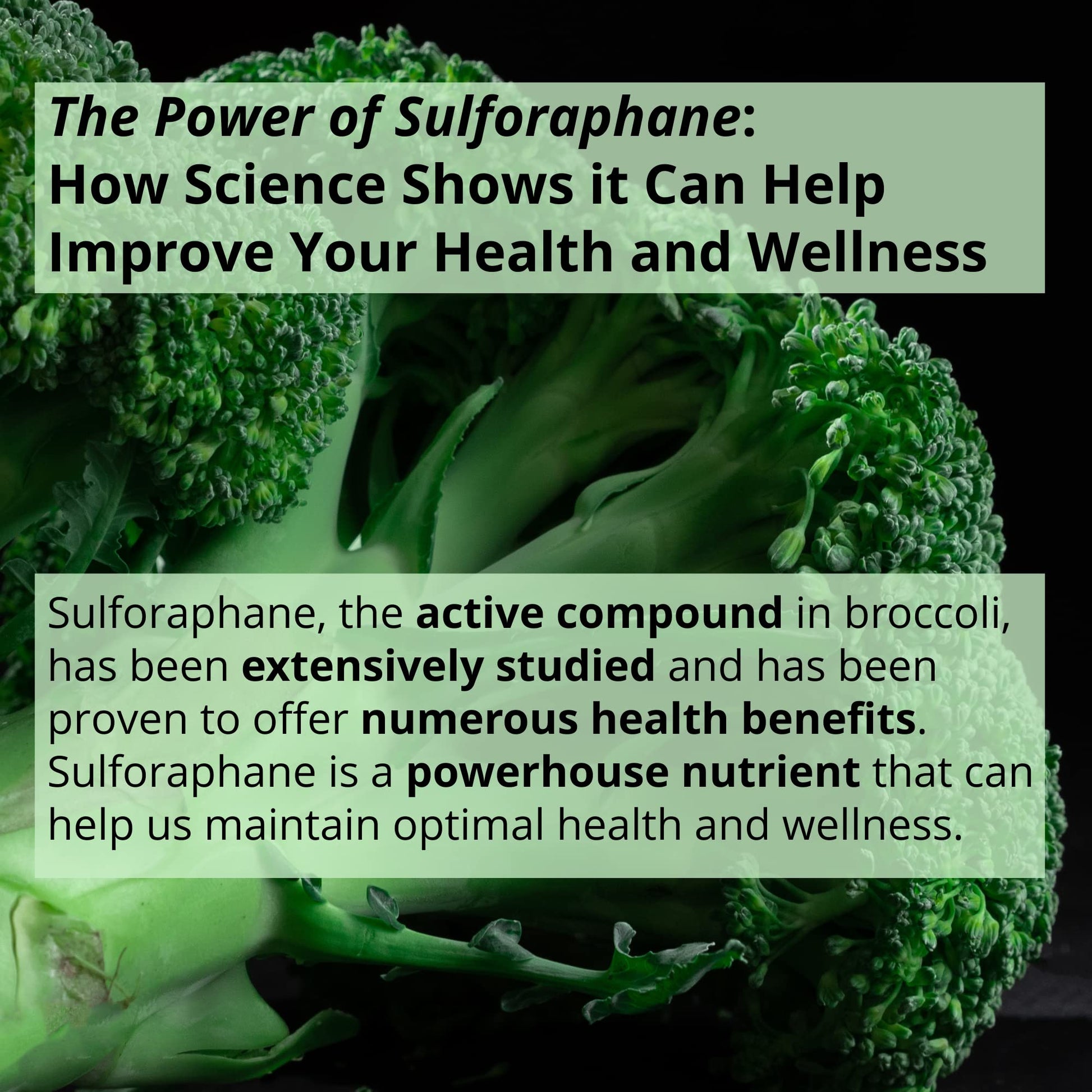 GIGANTIC Sulforaphane + Myrosinase 10mg (120 Capsules) - Includes Vitamin C - Maple Wellness Supplements