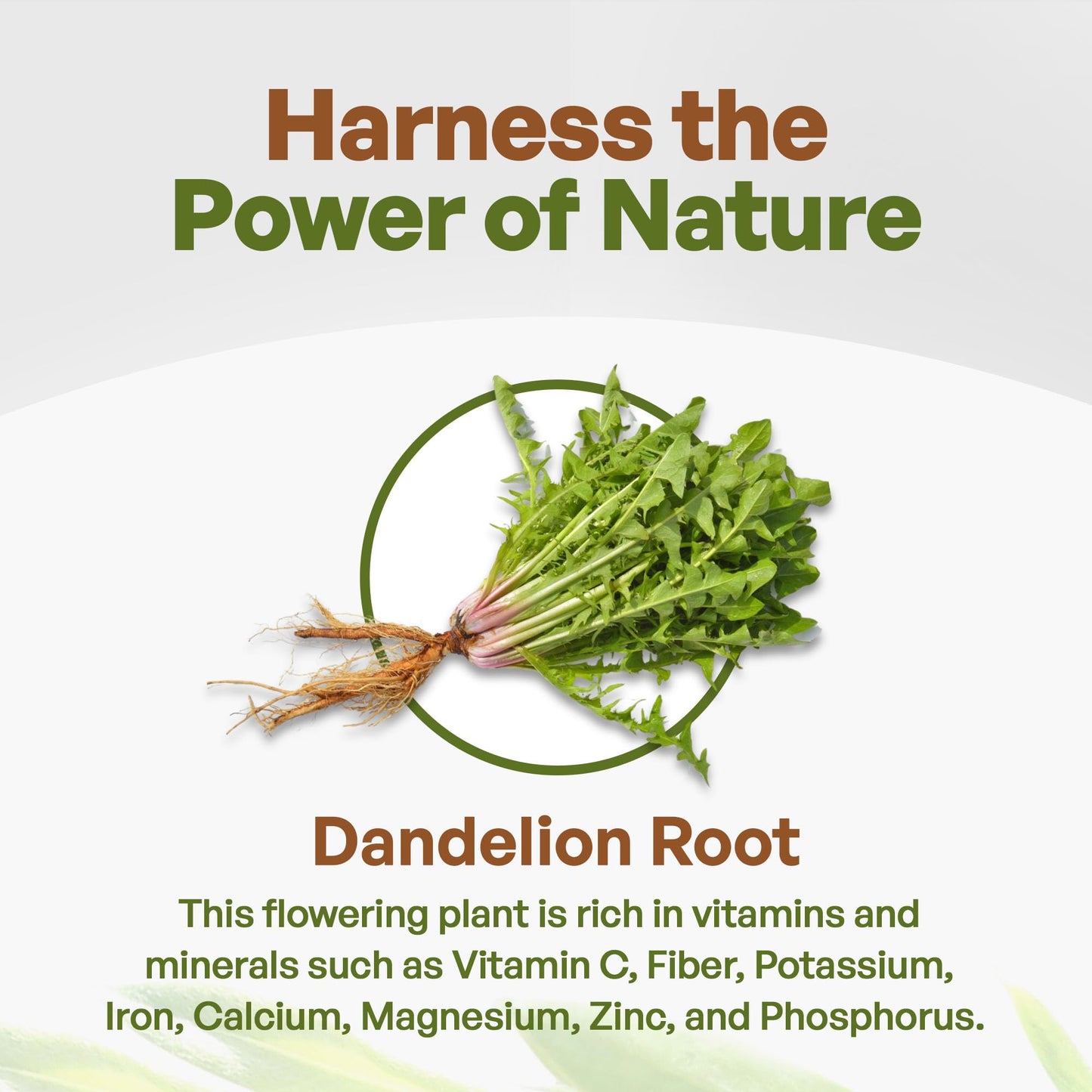 Go Nutra - Dandelion Root Powder, Potent 10:1 Dandelion Root Extract with 4% Flavonoids - Maple Wellness Supplements