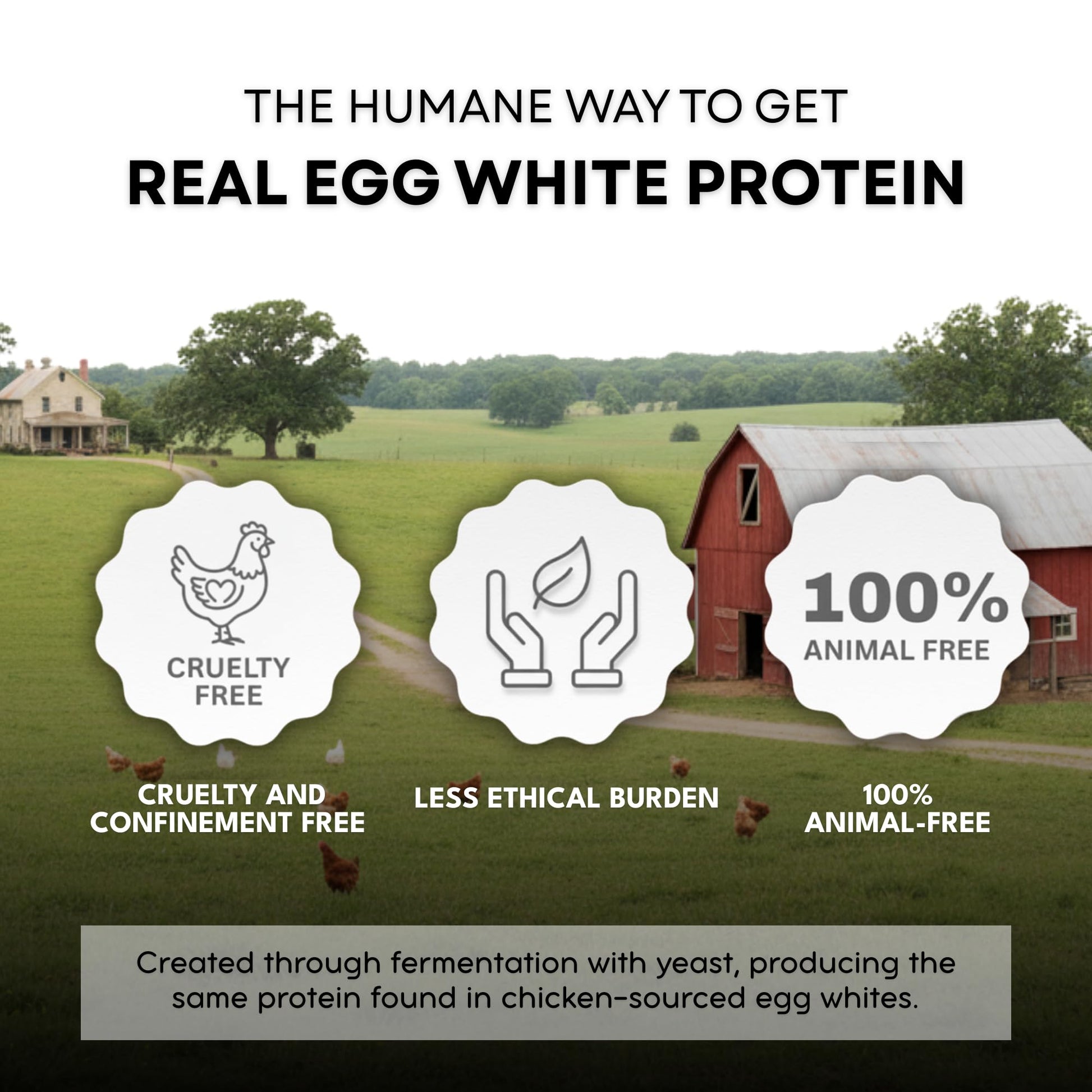 Healthier Comforts Animal-Free Egg White Protein Powder | Make Vegan Egg Omelets, Angel Food Cake, Meringue, Protein Shakes | Whips and Binds Just Like Traditional Egg Whites (8 oz) - Maple Wellness Supplements