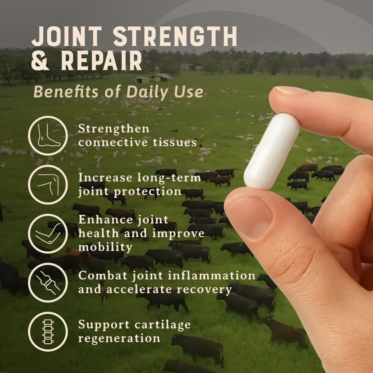 Heart & Soil 100% Grass Fed & Finished Joint Support Supplement from Regenerative Cattle with Trachea, Scapula & Bone Marrow – Supports Joint Strength & Mobility – 3000mg – Glass Bottle – 180 Capsules - Maple Wellness Supplements