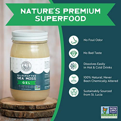 Herbal Vineyards Natural Organic Wildcrafted Gold Raw Sea Moss Gel for Immune Support - Maple Wellness Supplements