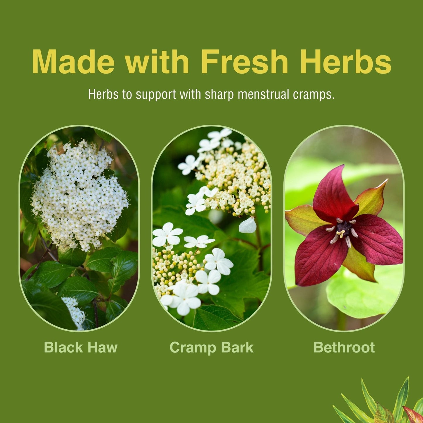 Herbs Etc. Cramp ReLeaf (Menstrual) - Abdominal Muscle Support - Herbal Supplement to Aid Menstrual Health - Period Cramp Support with Black Haw, Cramp Bark and Bethroot - 60 Softgels (60 Servings) - Maple Wellness Supplements