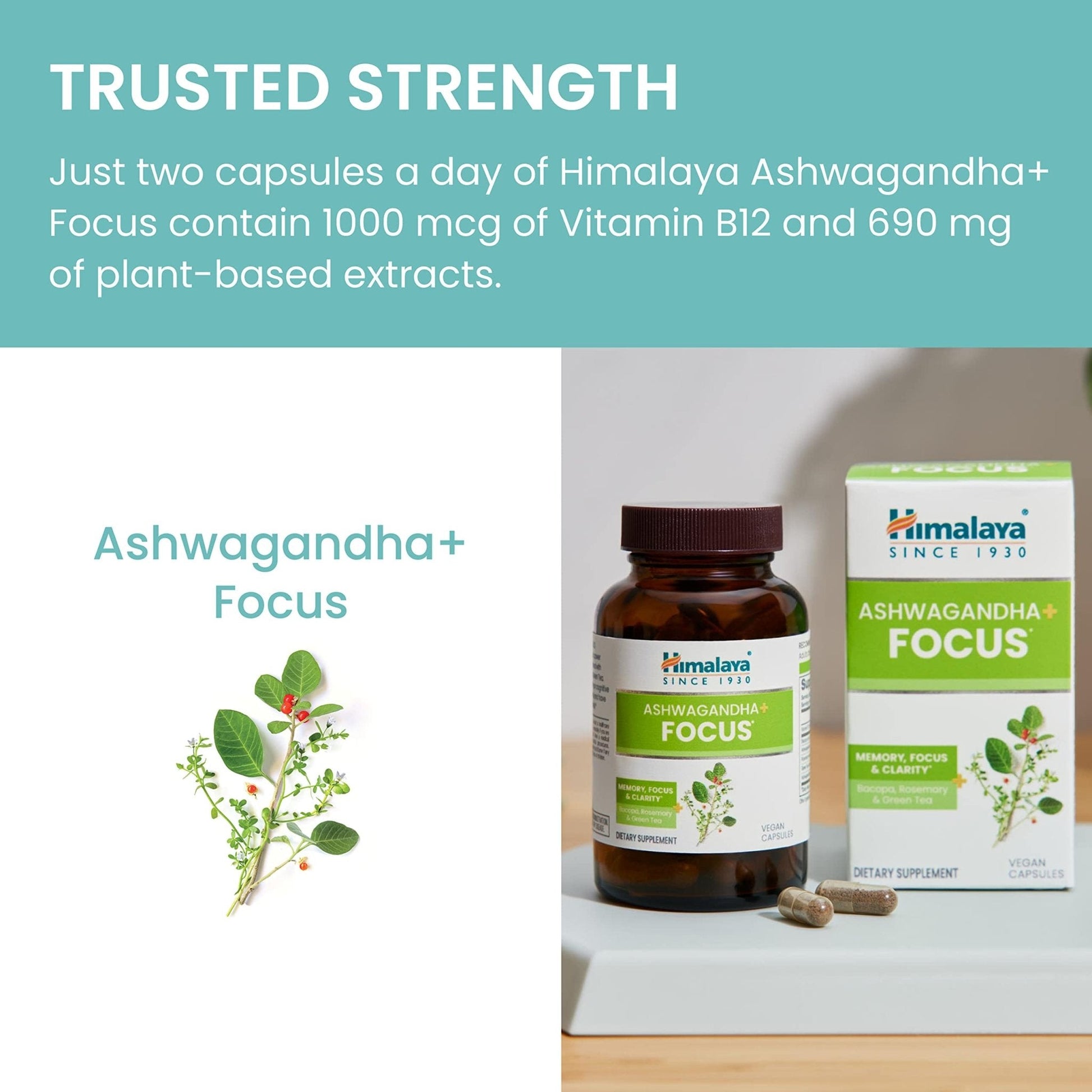 Himalaya Ashwagandha+ Focus - Herbal Focus Supplement with B12, Rosemary, Green Tea, and Bacopa Nootropics for Memory and Clarity - Vegan, Non-GMO, Gluten Free, 1690 mg, 60 Caplets - Maple Wellness Supplements