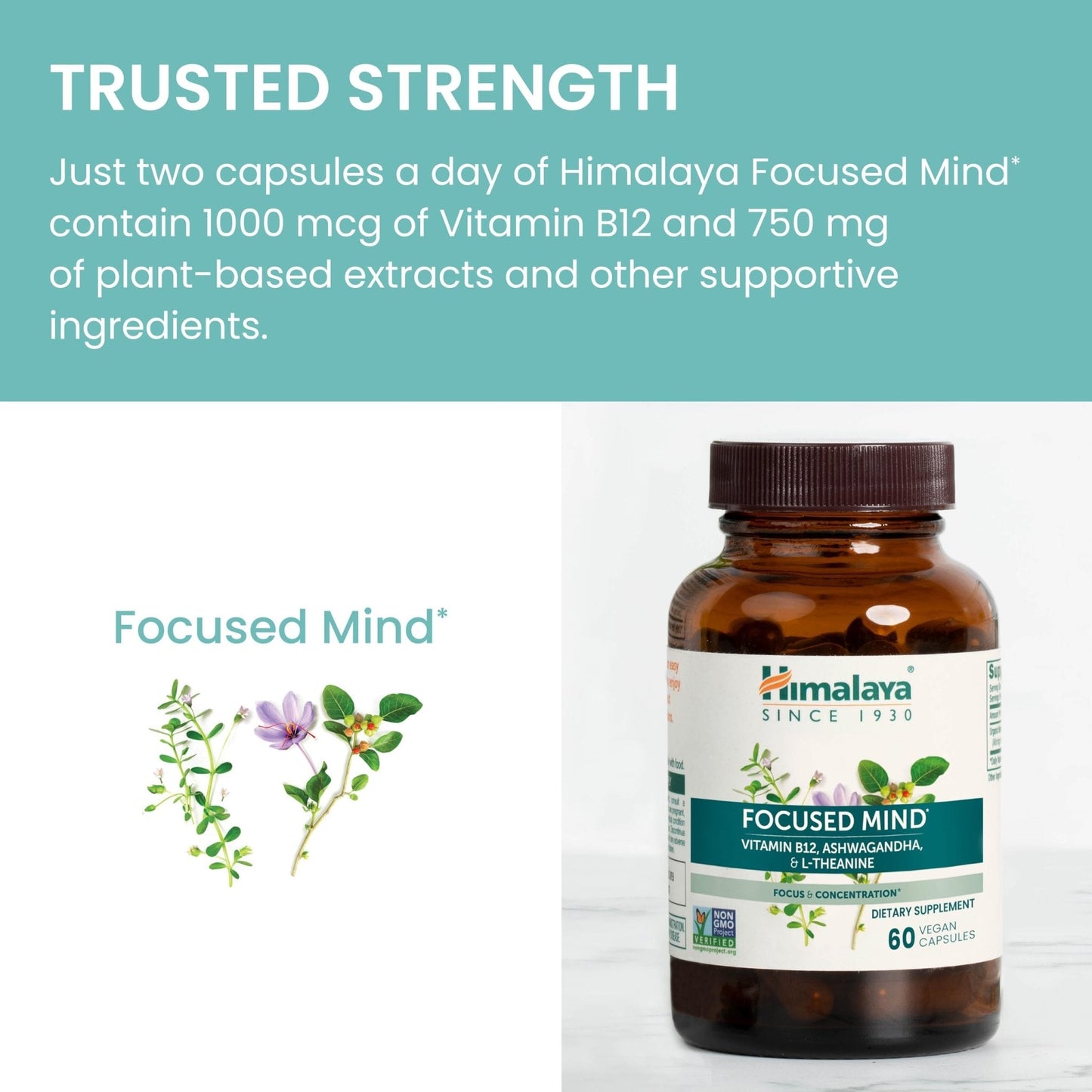 Himalaya Focused Mind Supplement, with Ashwagandha, Bacopa & L-Theanine for Attention, Focus and Energy Support, 60 Vegan Capsules, Gluten Free, 1 Month Supply - Maple Wellness Supplements