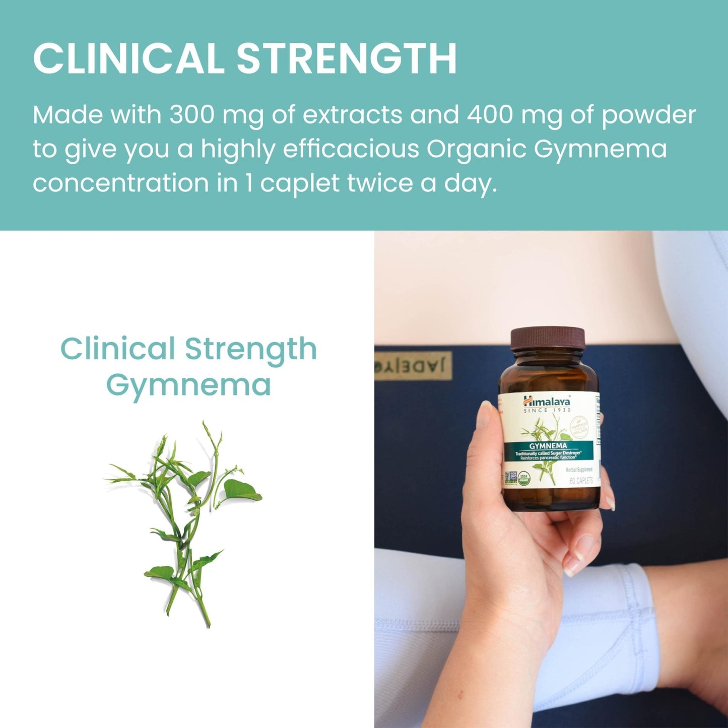 Himalaya Organic Gymnema Sylvestre – Herbal Glucose Metabolism Support - USDA Organic, Non-GMO, Vegan, Gluten Free, Additive Free, 700 mg, 60 Caplets - Maple Wellness Supplements