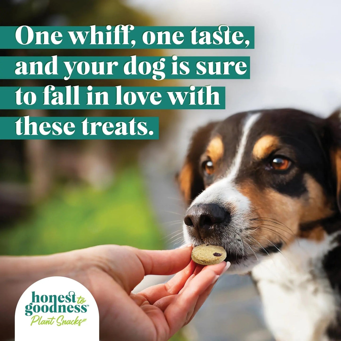 Honest to Goodness Plant Snacks Dog Treats, Enriched with Omega 3s & Postbiotics, 8oz Variety Pack, 6 Bags - Maple Wellness Supplements