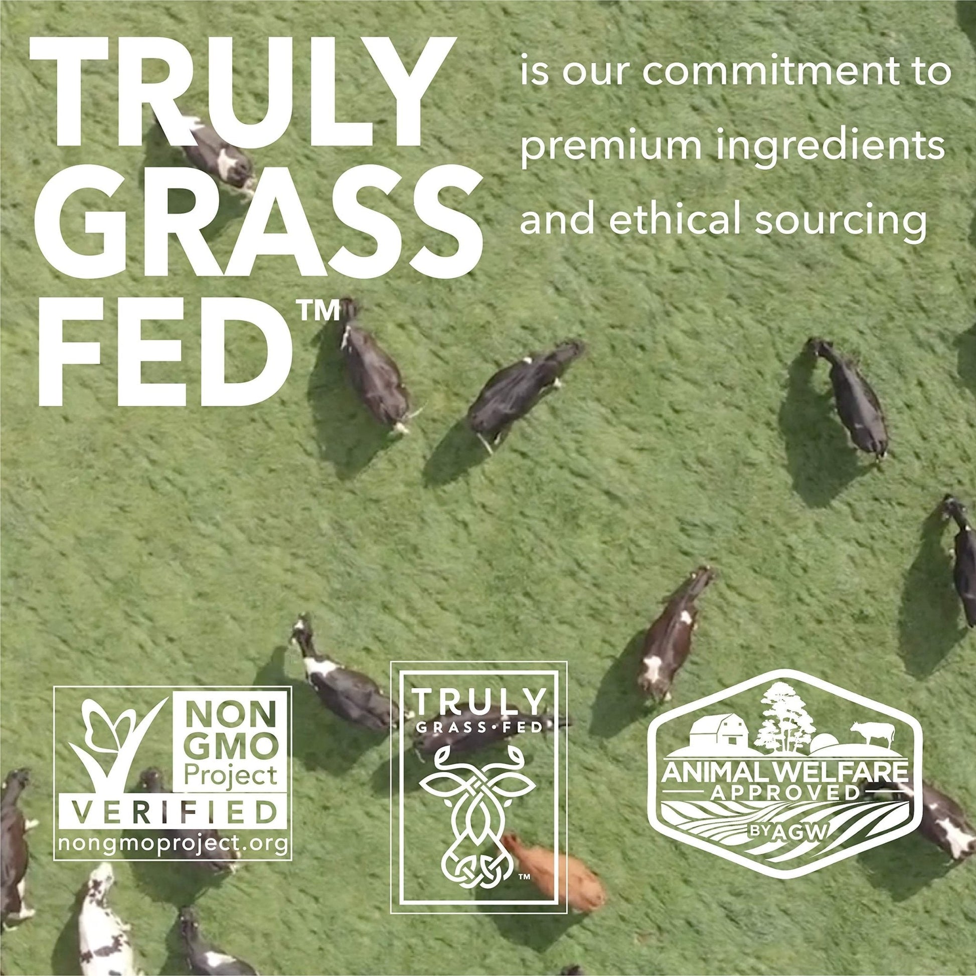ICONIC Protein Powder, Vanilla Bean - Sugar Free, Low Carb Protein Powder - Lactose Free, Gluten Free, Non-GMO - 20g Grass Fed Whey & Casein Protein - Keto Friendly, 1 lb Pouch (18 Servings) - Maple Wellness Supplements
