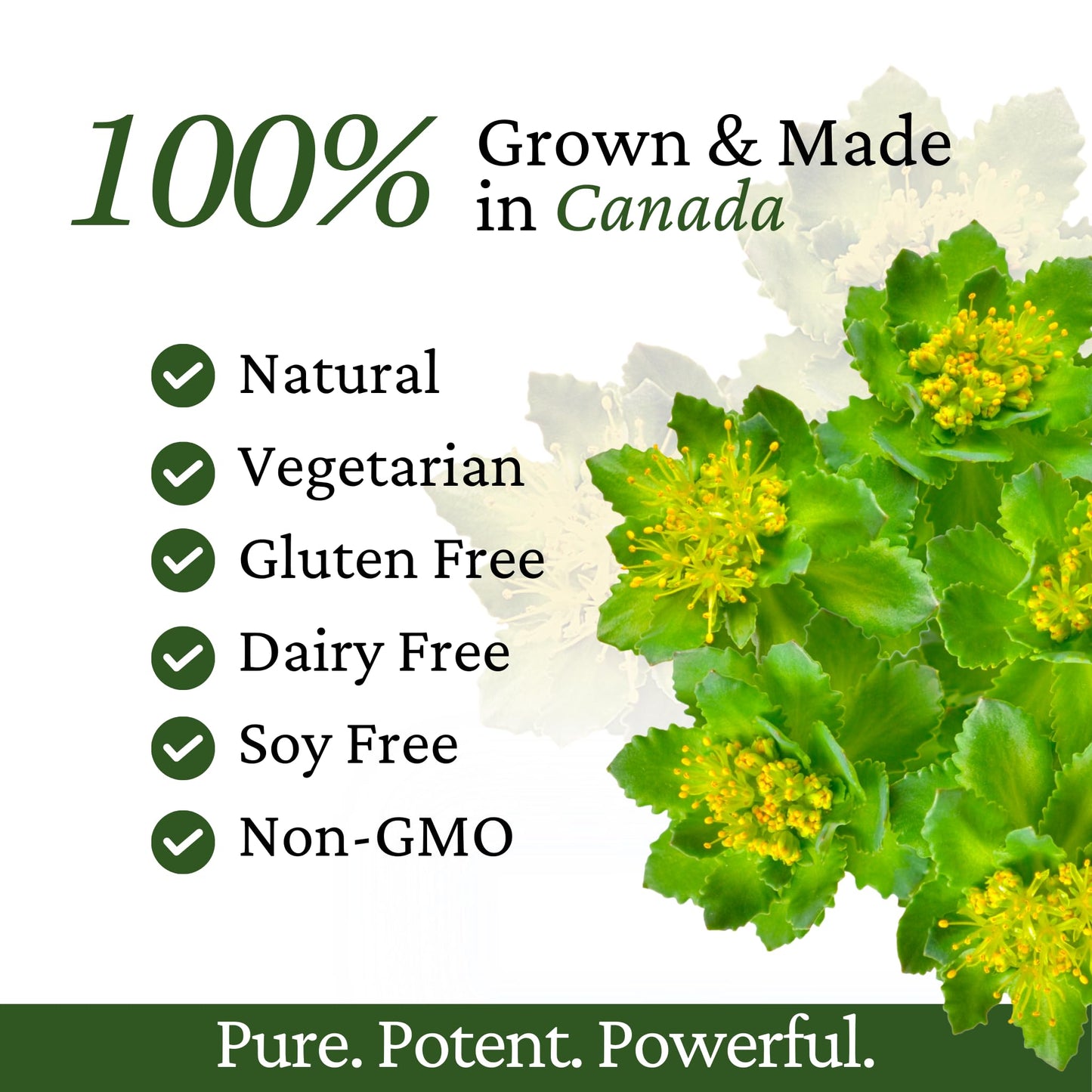 Immune Support, Energy Booster with Vitamin C, D3 and Zinc Supplement, Rhodiola Rosea, Reishi Mushroom Extract, Astragalus, Overall Wellness and Daily Habit - 60 Capsules - Maple Wellness Supplements