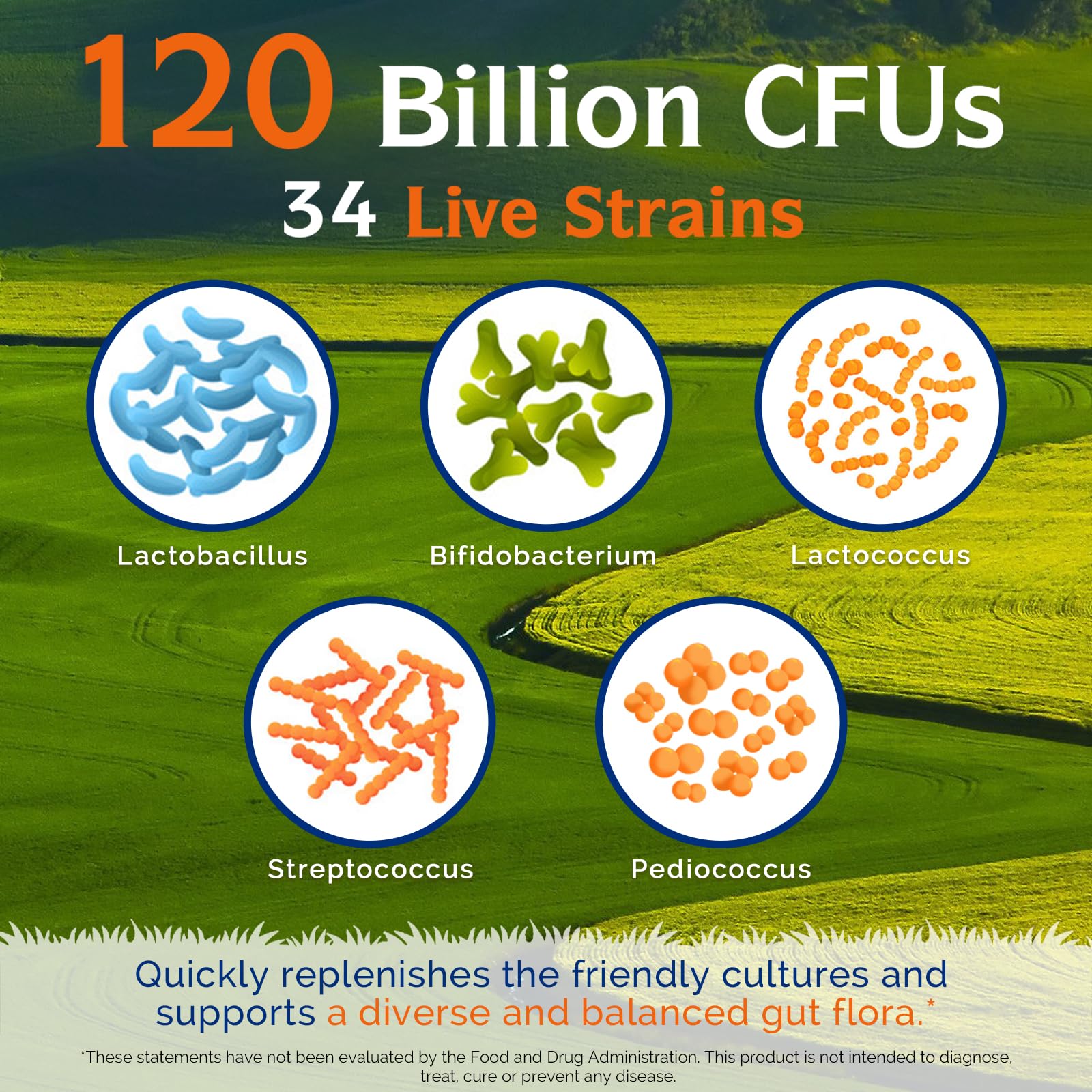 Innate Vitality Probiotics 120 Billion CFUs for Men & Women, 34 Strains with Prebiotics & Digestive Enzymes, Immune & Digestive Health - Maple Wellness Supplements