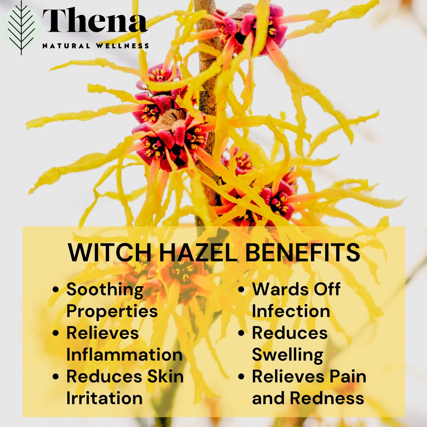 Intense Hemorrhoid Treatment Natural Hemorrhoid Relief Cream, Max Strength Herbal Anal Fissure Relief Ointment with Organic Witch Hazel for Postpartum Piles, Best with Thena Sitz Bath Soak Women Men - Maple Wellness Supplements