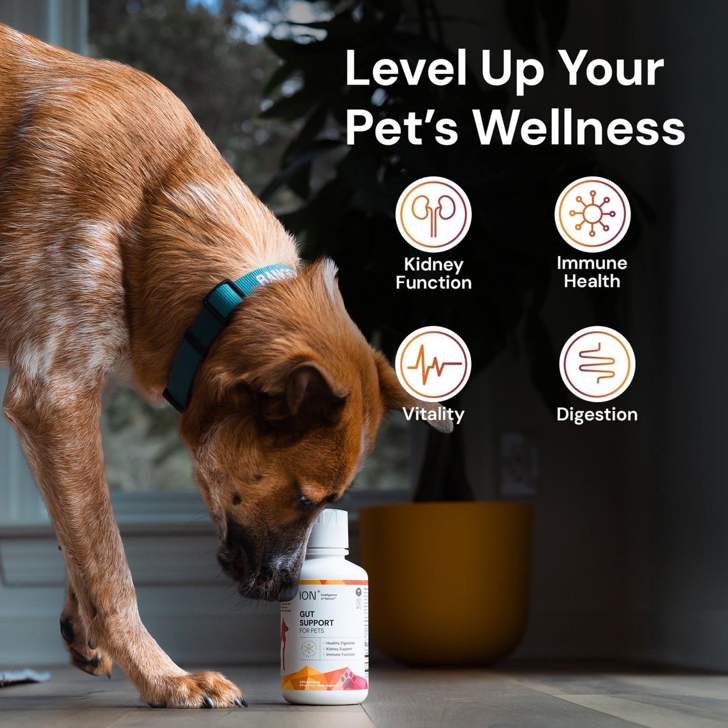 ION* Intelligence of Nature Gut Support For Pets - Liquid Probiotics Drops Alternative for Dogs & Cats, Digestive Health for Puppies, Skin & Hair Health - 16 fl oz (Pack of 1) - Maple Wellness Supplements