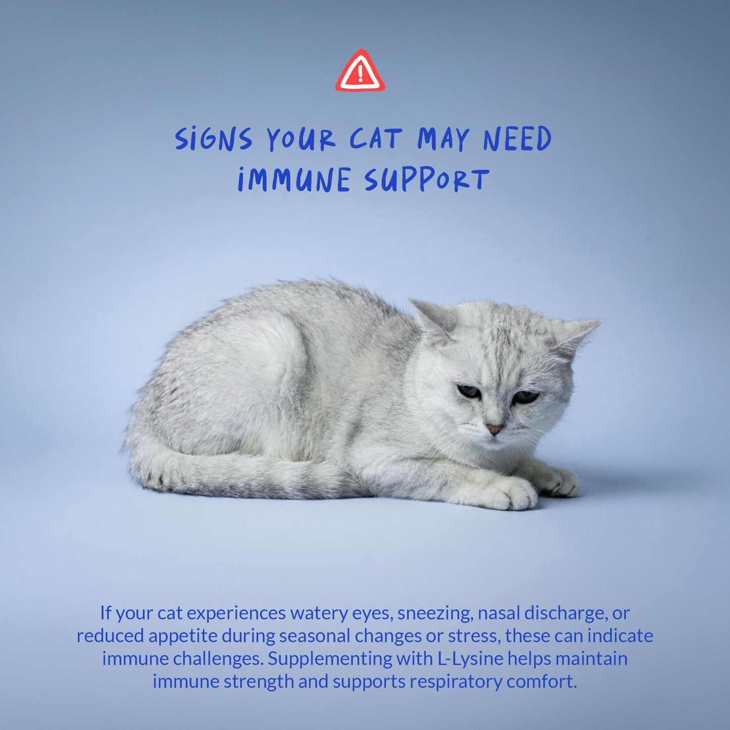 L-Lysine Supplement for Cats 900mg/scoop - Cat Supplement for Sneezing and Runny Nose, Cold, Immune Support, Eye Function - Maple Wellness Supplements