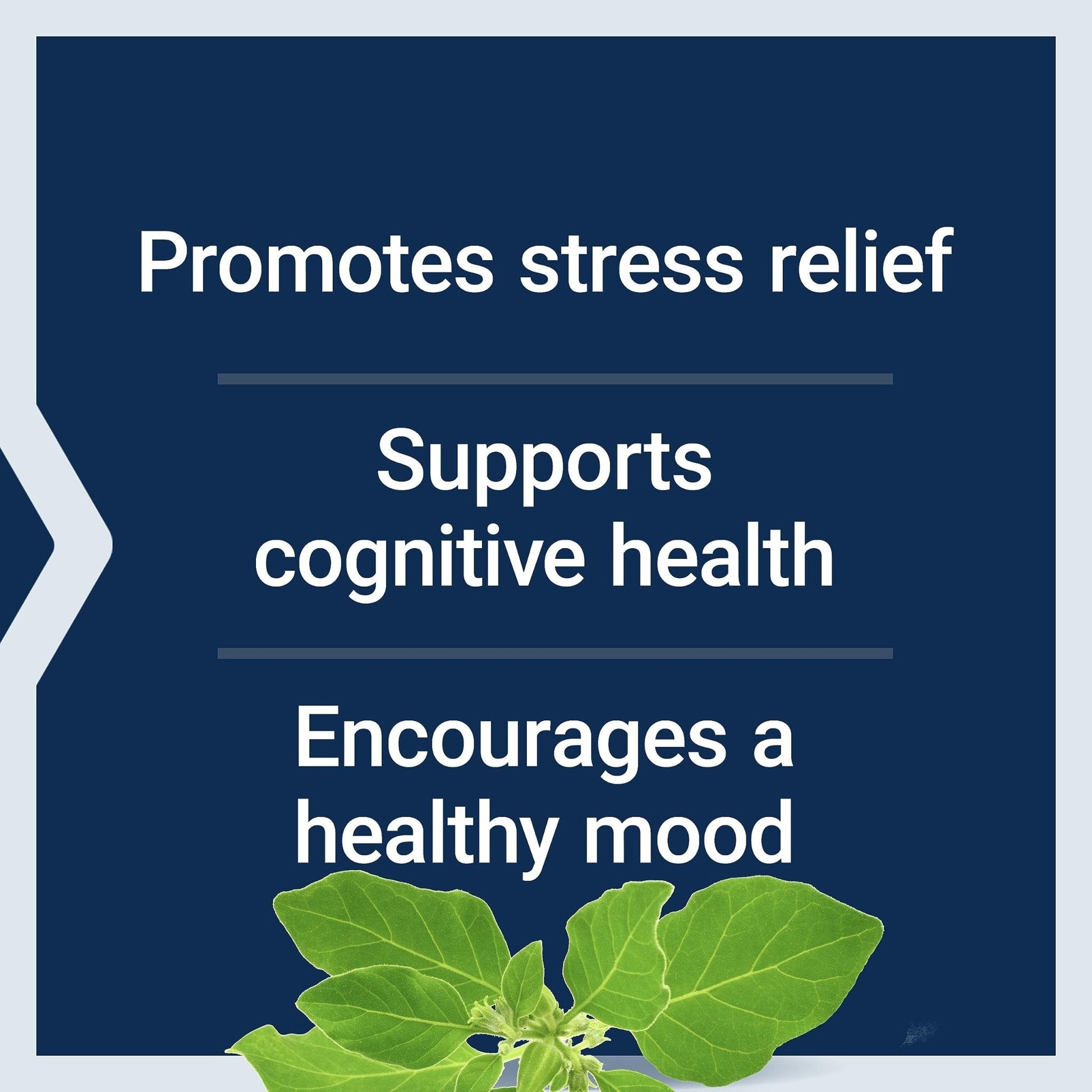 Life Extension Optimized Ashwagandha - Stress Management Supplement for a Healthy Stress Response, Focus, Memory, Stress Relief - Vegetarian, Gluten-Free, Non-GMO, 60 Capsules - Maple Wellness Supplements