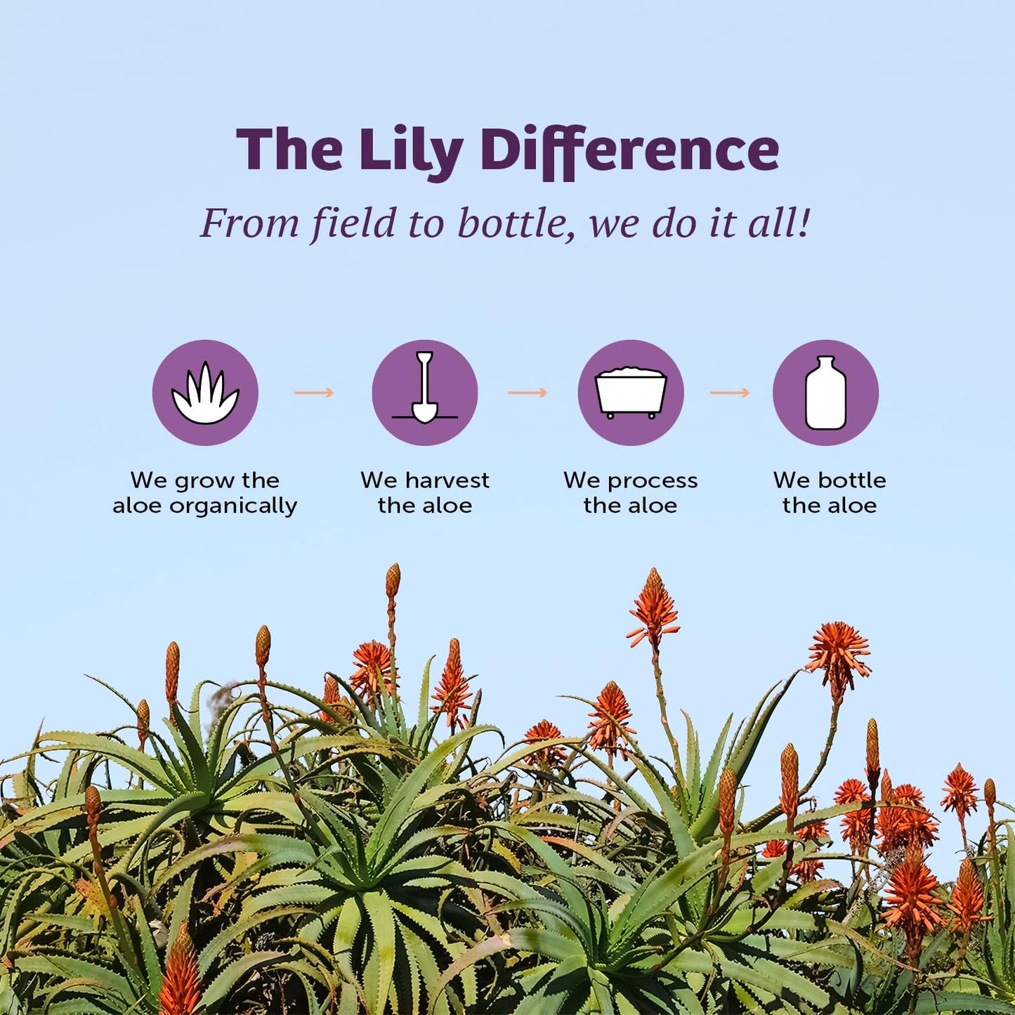 Lily of the Desert Aloe Vera Juice, Whole Leaf Filtered, Organic & Preservative Free – Natural Vitamins, Digestive Enzymes for Gut Health, - Maple Wellness Supplements