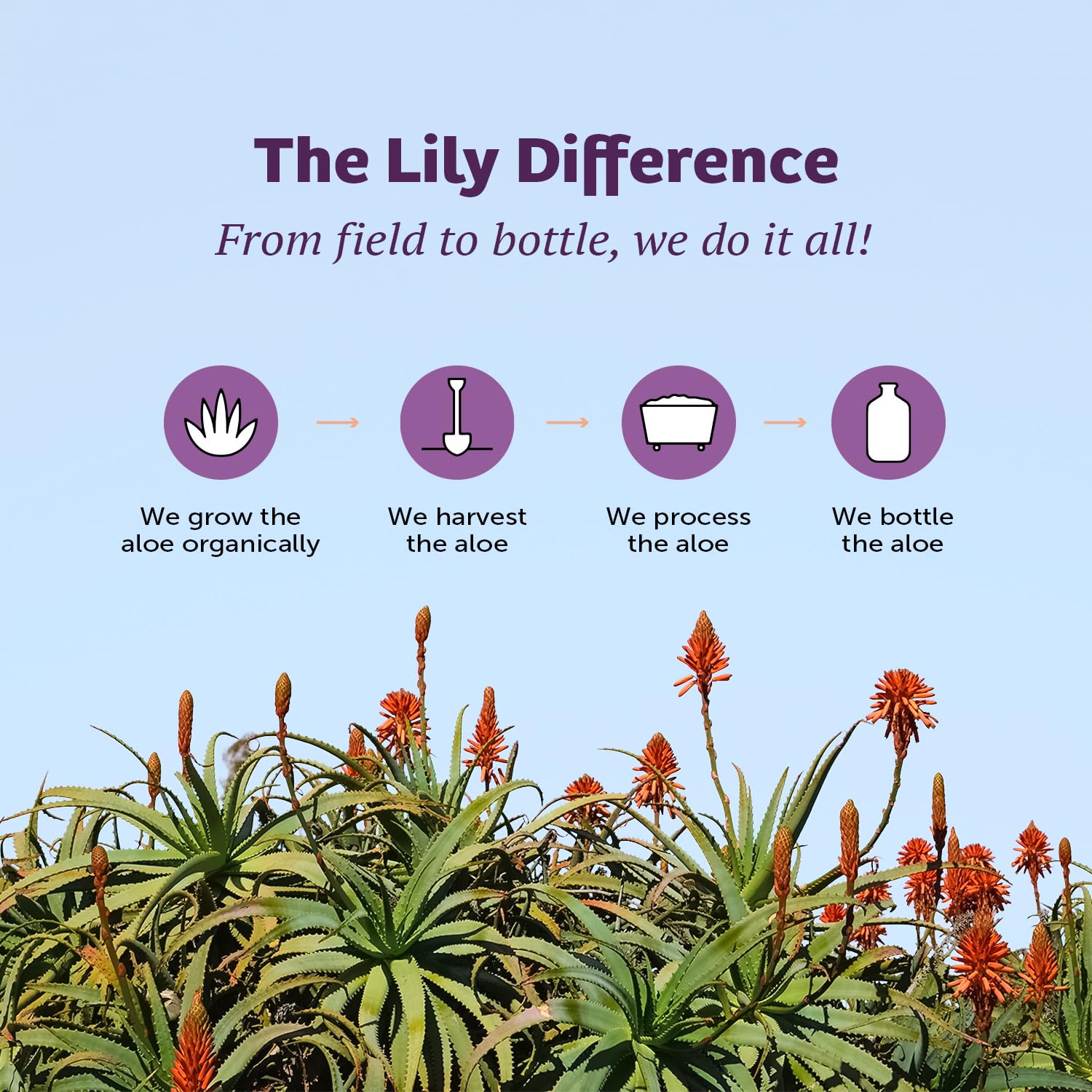 Lily of the Desert Aloe Vera Juice, Whole Leaf Filtered, Organic & Preservative Free – Natural Vitamins, Digestive Enzymes for Gut Health, - Maple Wellness Supplements