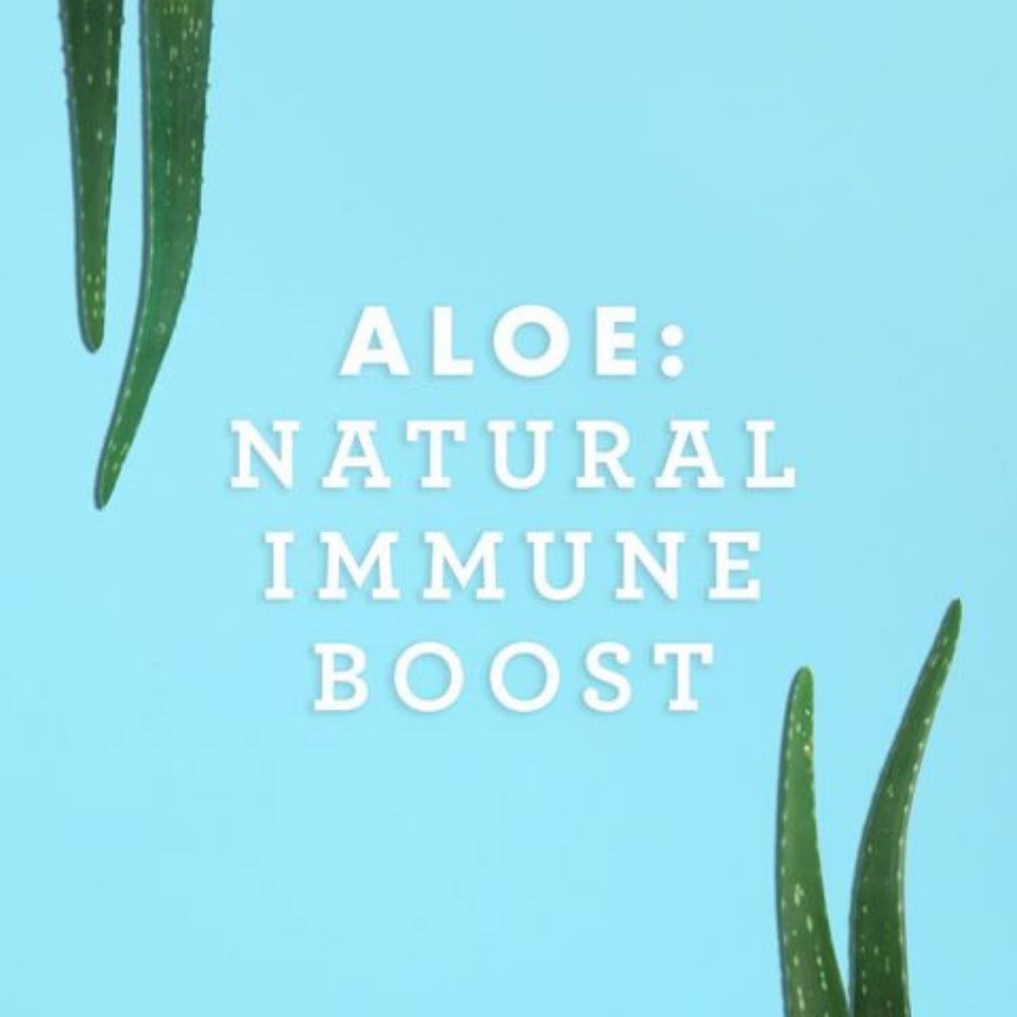 Lily of the Desert Organic Aloe Vera Juice – Inner Fillet, 16 fl oz - Maple Wellness Supplements
