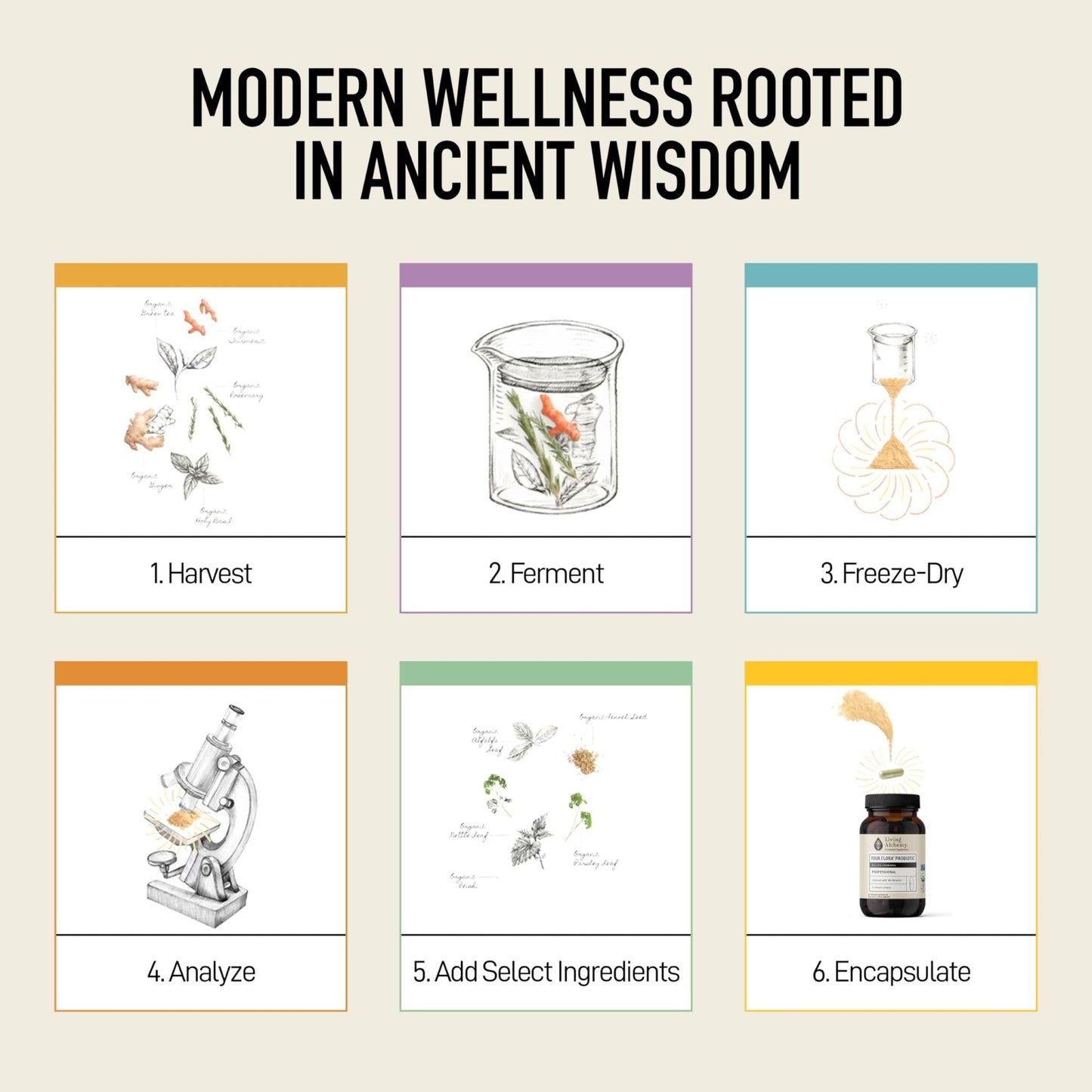 Living Alchemy Gut Health Supplements for Men & Women - Your Flora Probiotic Professional Digestion Supplement with Fermented Soybean, Prebiotics, - Maple Wellness Supplements