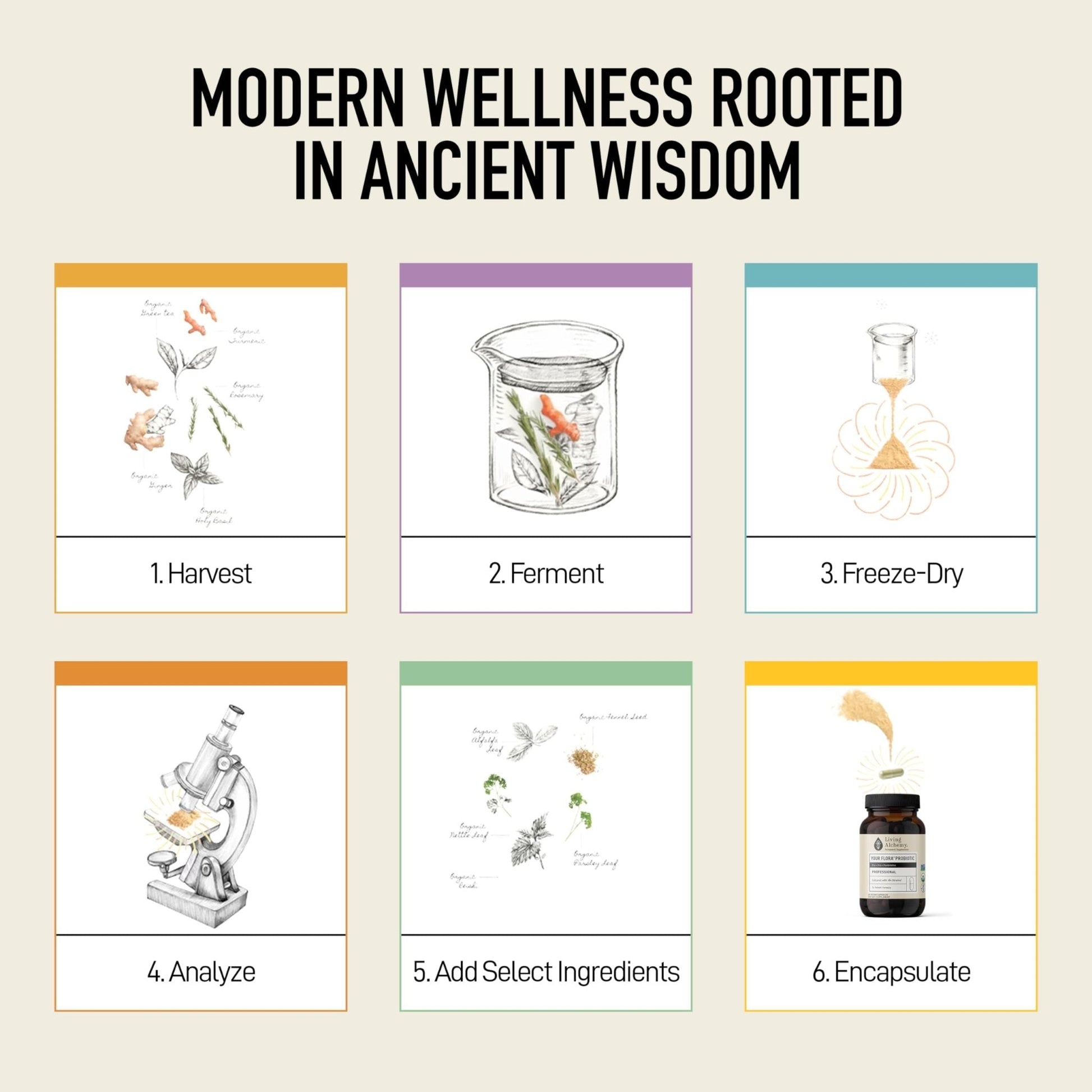 Living Alchemy Gut Health Supplements for Men & Women - Your Flora Probiotic Professional Digestion Supplement with Fermented Soybean, Prebiotics, - Maple Wellness Supplements