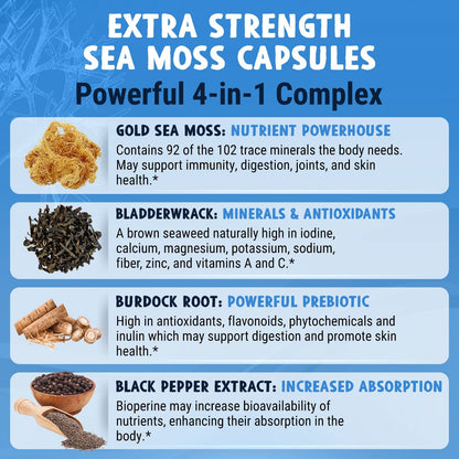 MAJU 4-in-1 Organic Sea Moss Capsules, Wild Chondrus Crispus, Seamoss - Maple Wellness Supplements
