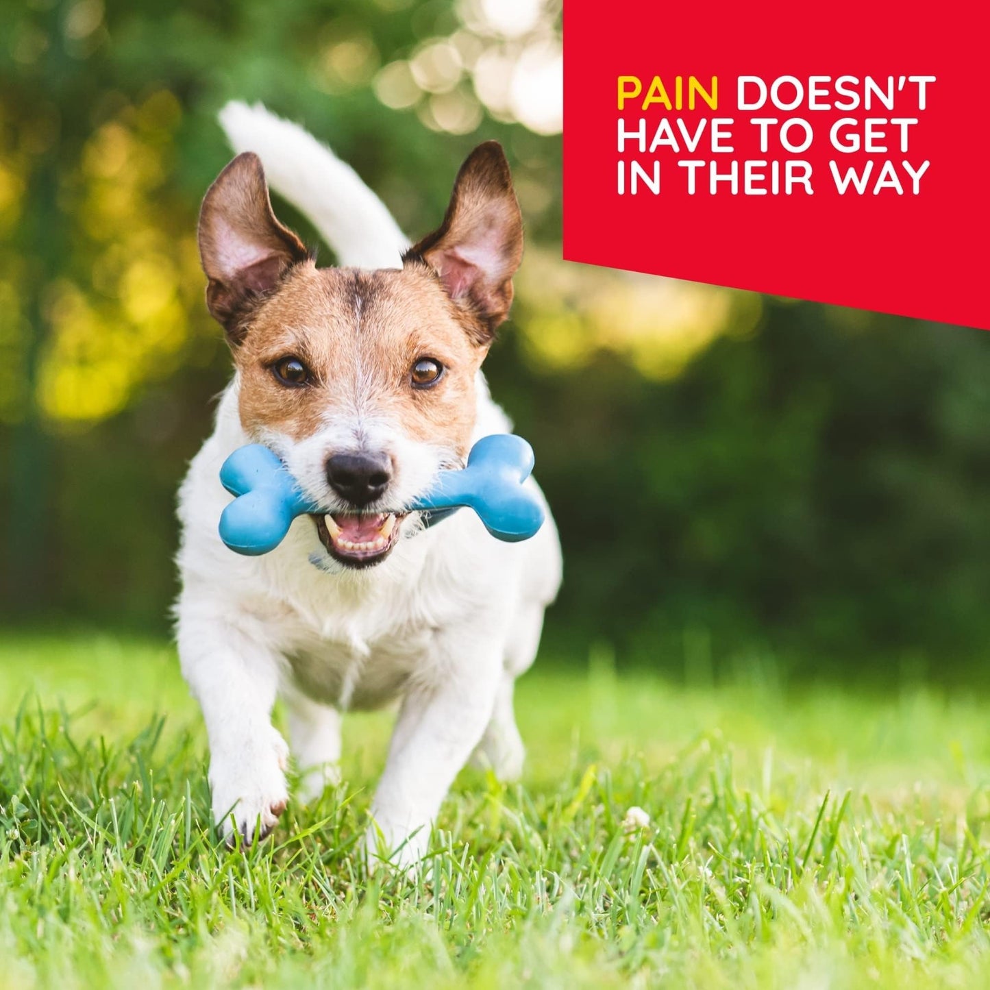 MediNatura Plant-Powered Pet Pain Relief Bundle T-Relief Pet Pain Tablets (90) + T-Relief Pet Arthritis (90) 12 Plant-Based Homeopathic Pain Relievers with Arnica - Support for Muscles, Joints + HIPS - Maple Wellness Supplements
