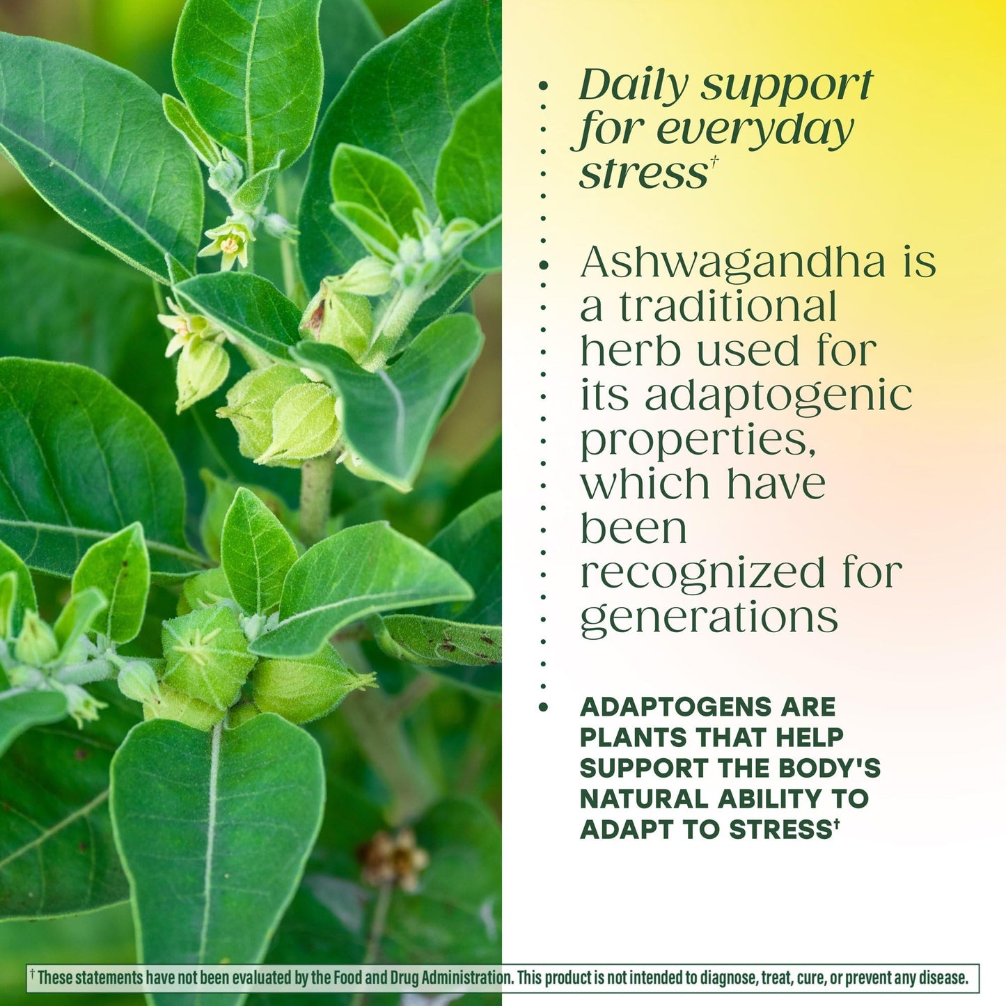 MegaFood Adrenal Strength - Adrenal Support Supplements with Ashwagandha and Magnesium Glycinate, Vitamin C, Holy Basil, Astragalus, Reduces Cortisol Levels - Vegetarian - 60 Tablets (30 Servings) - Maple Wellness Supplements