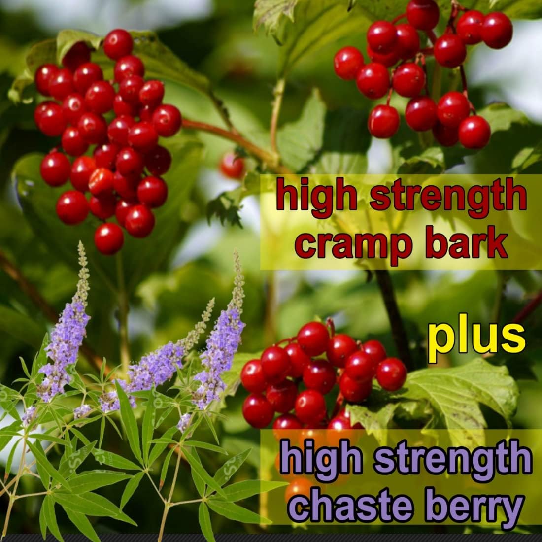 Menstrual Cramp Period Gummies True Roots | PMS Support Supplement for Women | Healthy Flow | Flo PMS Menstrual Cycle Relief, Cramping and Bloating | Vegan & Natural Flavors | 60 Count - Maple Wellness Supplements