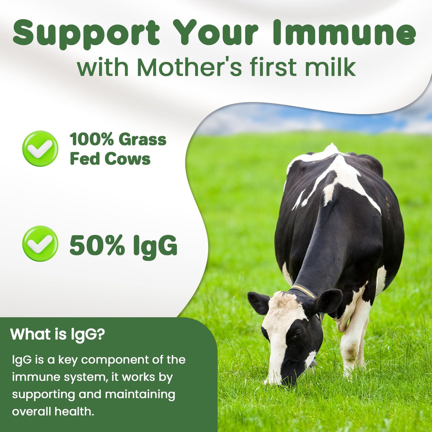MICYDELAS Bovine Colostrum Supplement Powder 50% IgG Premium Bovine Colostrum for Gut Health Support, Immune Support, Muscle Recovery & Overall Wellness, Grass Fed, Non-GMO, Unflavored, 60 Servings - Maple Wellness Supplements