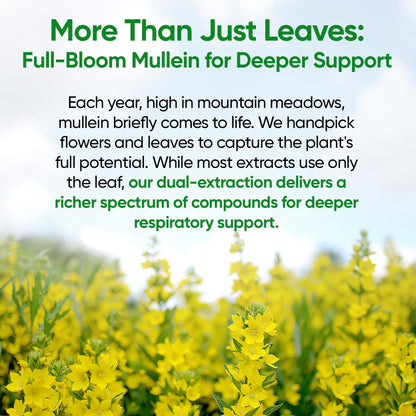 Mullein Drops for Lungs, 120 Servings - Mullein Leaf with 7 Herbs Echinacea, Oregano, Ginger, Elderberry, Marshmallow Root & Thyme - Lung Detox for Smokers - Maple Wellness Supplements