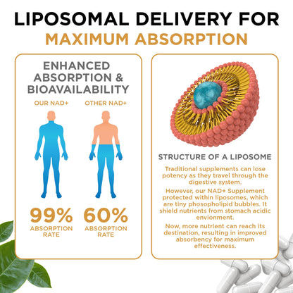 NAD+ Supplement Liposomal Capsules - Max Absorption for Cellular Energy, Healthy Aging, Brain Function & DNA Health - Vegan, Non-GMO, Gluten-Free Supplement - 60 Capsules - Supports NAD Levels - Maple Wellness Supplements
