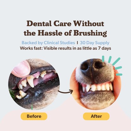 Natural Dog Company Dental Powder for Dogs – Freshens Breath & Helps Reduce Plaque & Tartar, Natural No-Brushing Canine Oral Health Postbiotic Supplement, Vet Formulated, Made in USA, 30-Day Supply - Maple Wellness Supplements