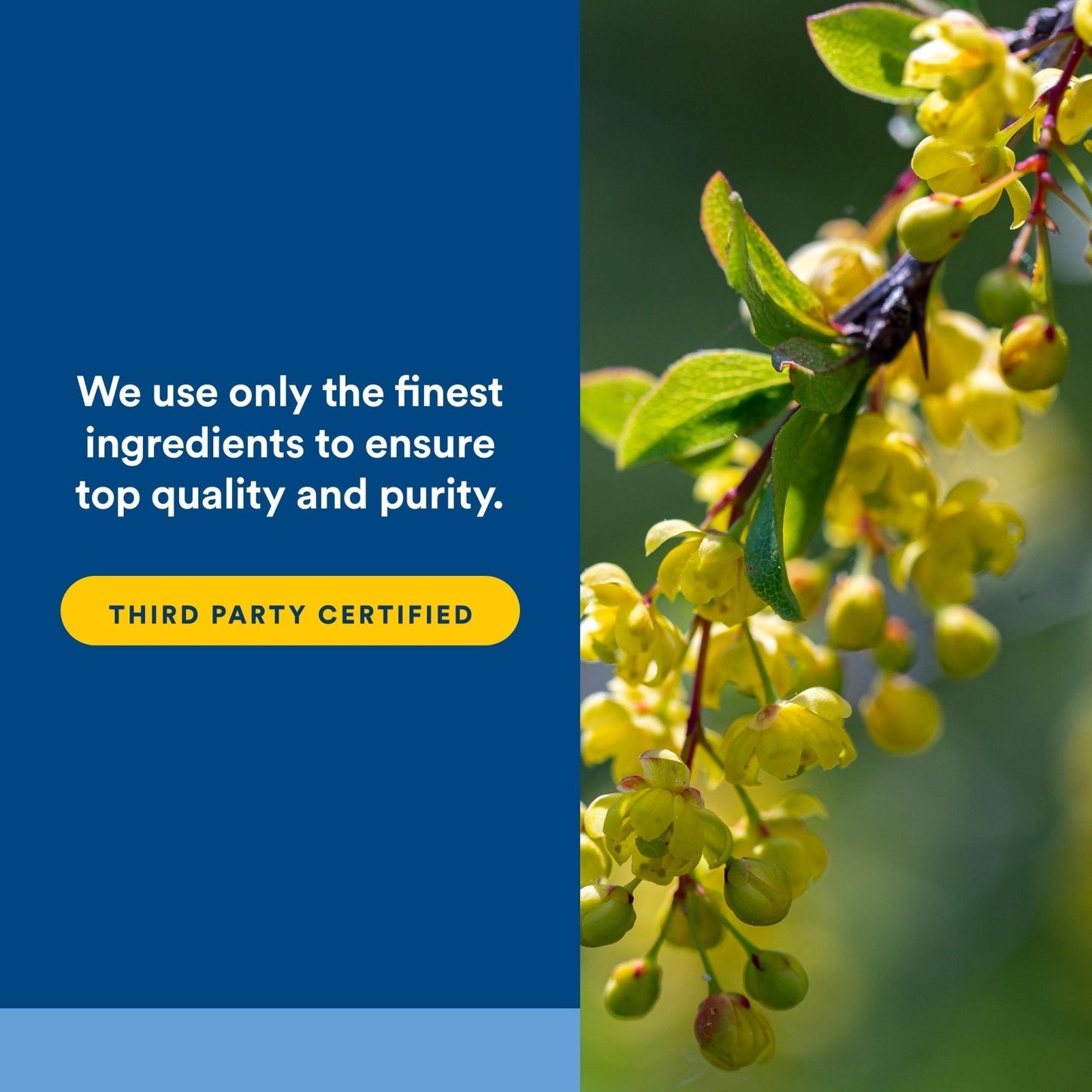 Natural Factors WellBetX Berberine - Daily Supplement Supports Metabolic Health - Formula Supports Healthy Heart - Gluten-Free & Vegan - Maple Wellness Supplements