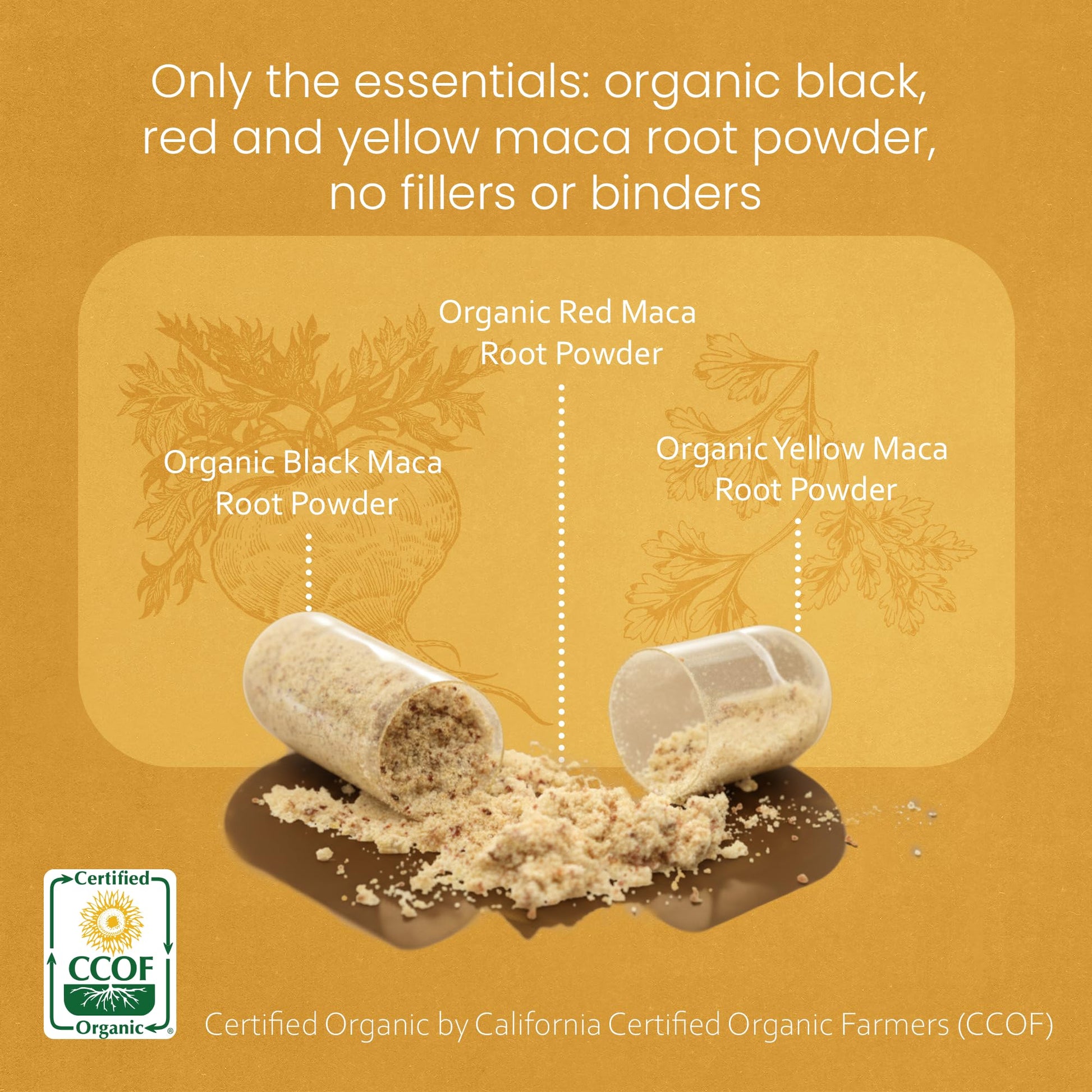 NaturaLife Labs Organic Maca Root – Black, Red & Yellow – 1900 mg per Serving – 150 Capsules – Gelatinized Peruvian Maca - Maple Wellness Supplements