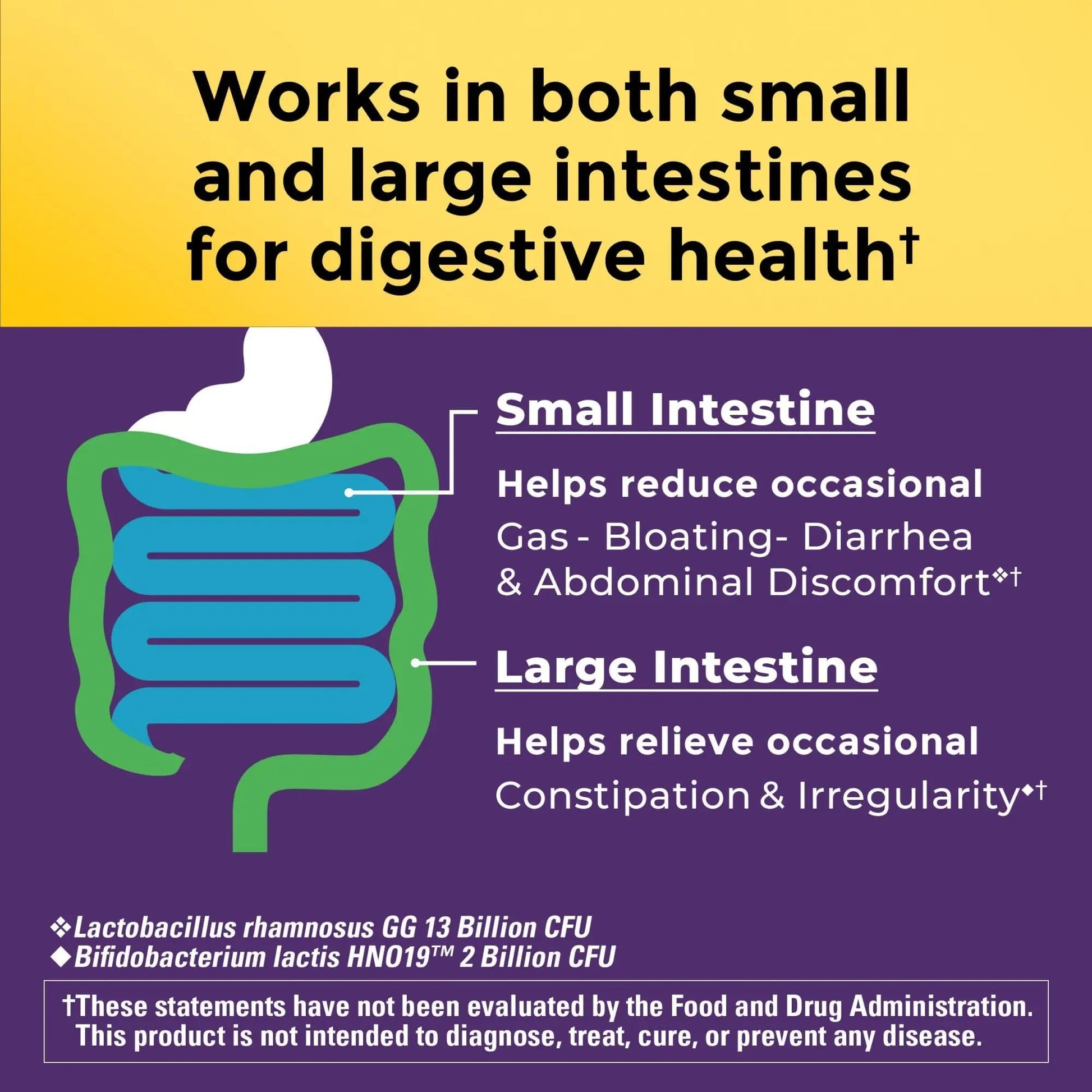 Nature Made Probiotics for Digestive Health Extra Strength 15 Billion CFU from Live Cultures, Probiotics for Women and Men, 30 Probiotic Capsules, 30 Day Supply - Maple Wellness Supplements