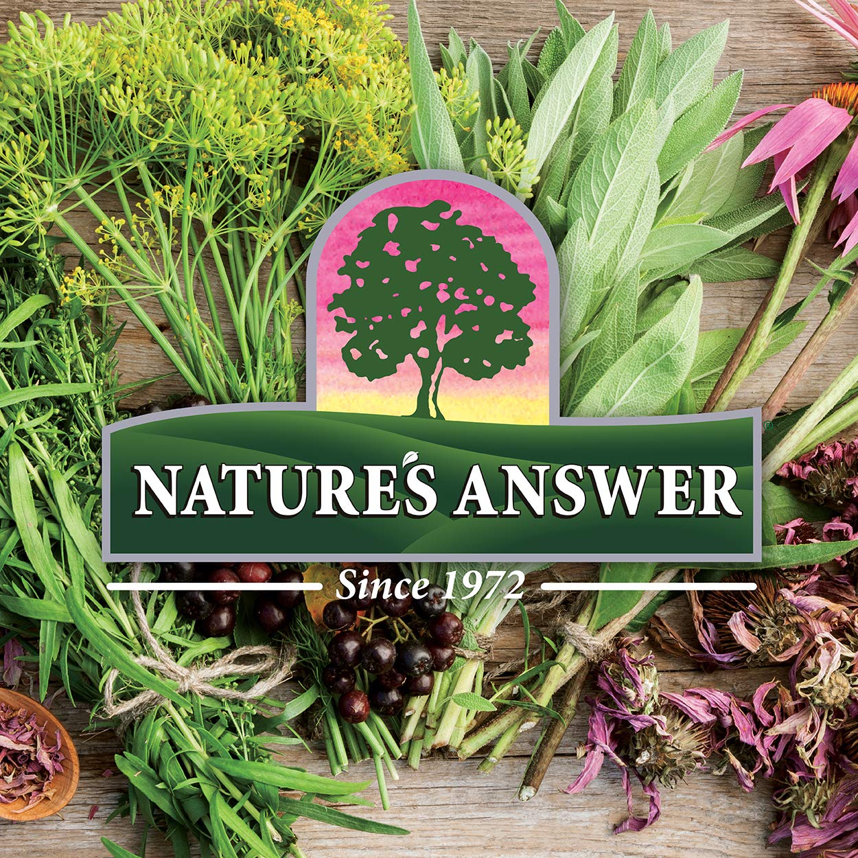 Nature's Answer Mullein Herb - Mullein Leaf Extract for Lungs - Alcohol Free, Non GMO, Made in USA - Supports Respiratory Function & Promotes Healthy Lungs - Maple Wellness Supplements