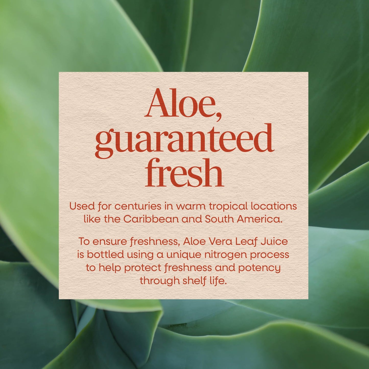 Nature’s Way Aloe Vera Leaf Juice, Flavorless Juice 99.5% Purified from Concentrate, Certified by The International Aloe Science Council, - Maple Wellness Supplements