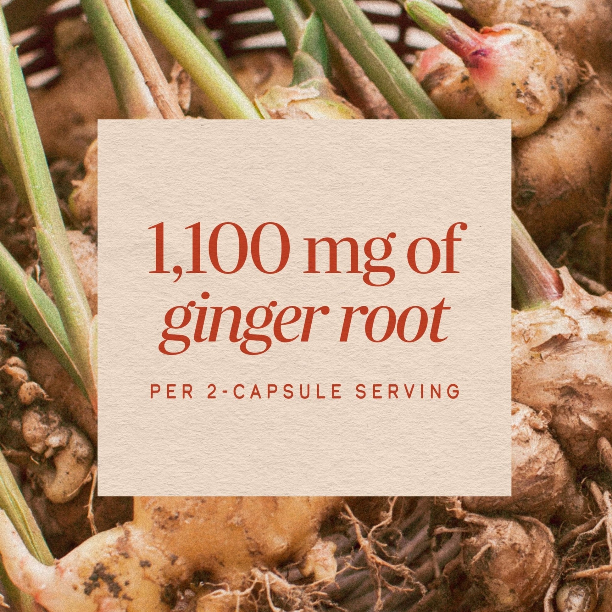 Nature’s Way Ginger Root Capsules, 1100 mg per 2-Capsule Serving Ginger Supplement for Digestive Comfort and Motion-Related Nausea Support - Maple Wellness Supplements