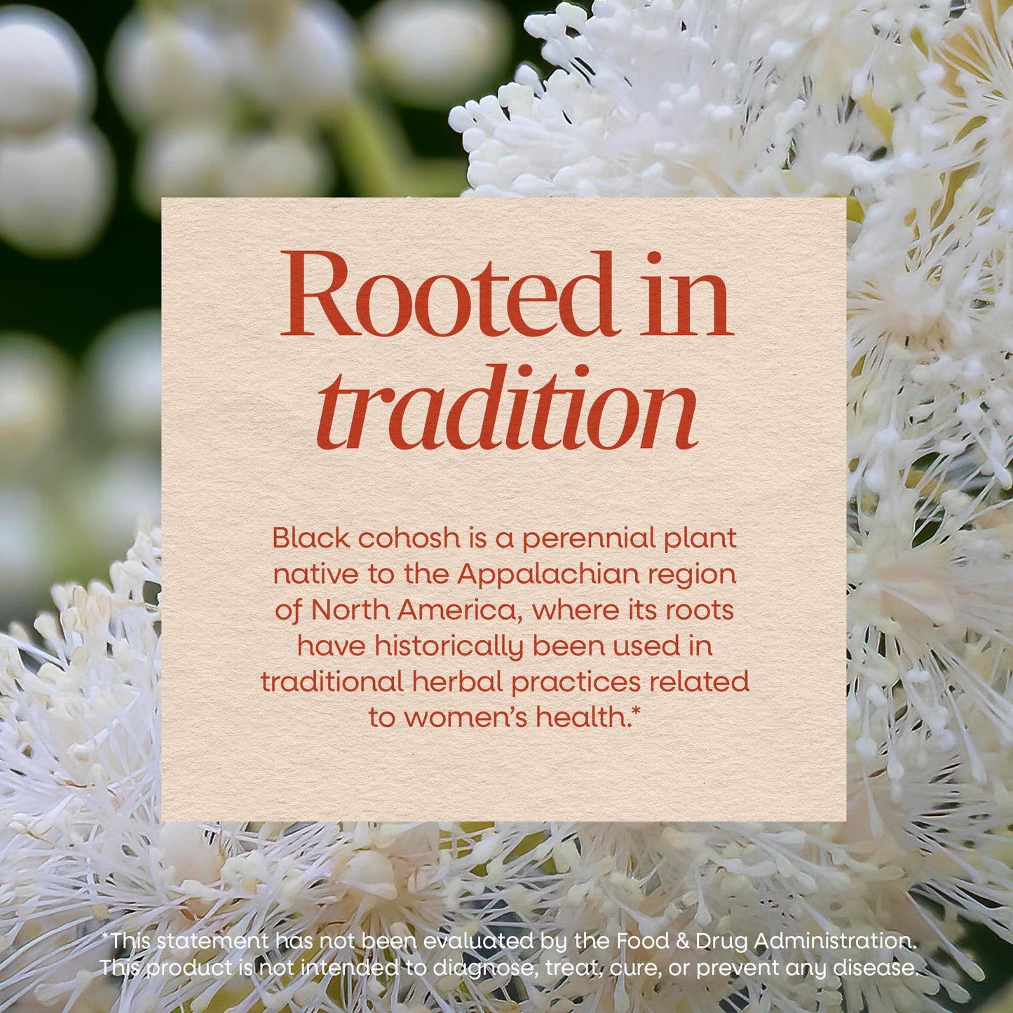 Nature’s Way Herbs Black Cohosh Root Capsules, Traditional Women’s Herbal Supplement*, Cimicifuga Racemosa Root, - Maple Wellness Supplements