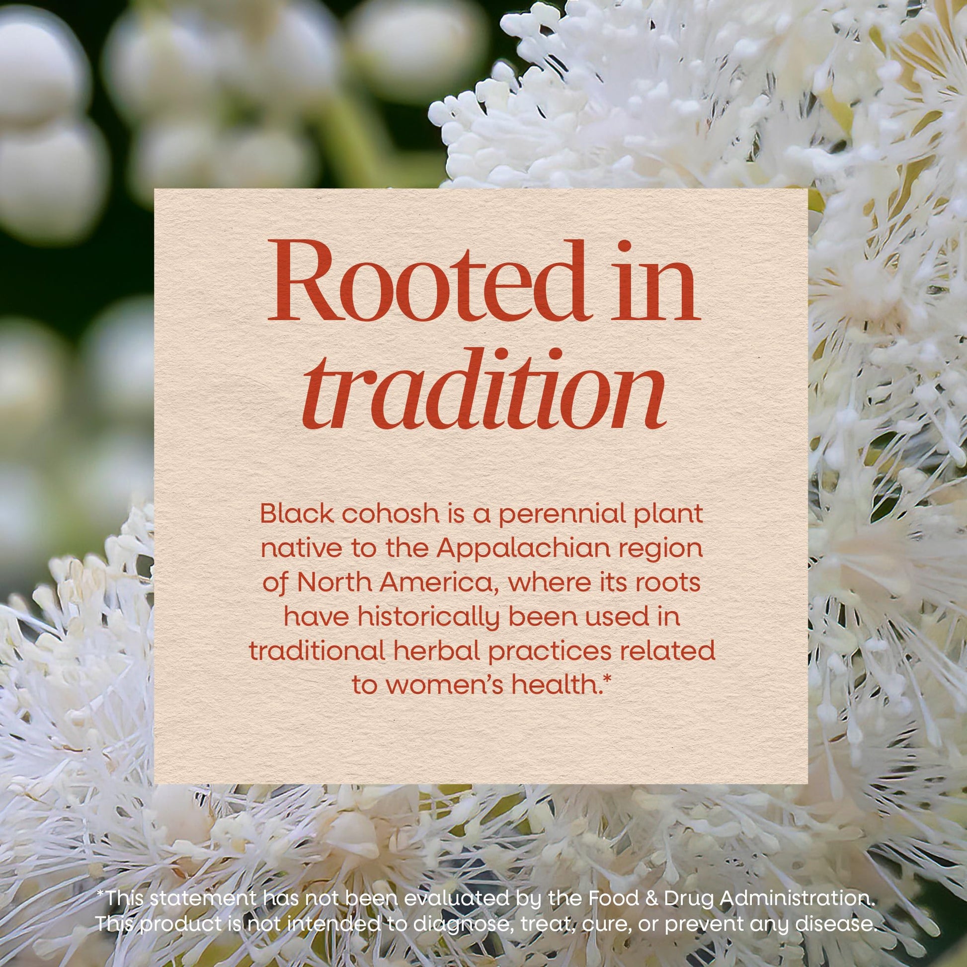 Nature’s Way Herbs Black Cohosh Root Capsules, Traditional Women’s Herbal Supplement*, Cimicifuga Racemosa Root, - Maple Wellness Supplements