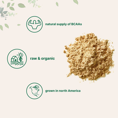 North America Grown, Organic Pea Protein Powder, 1KG (2.2 Pounds) | Plant-Based Vegan Protein, Meatless Protein Supplement, Natural Branched Chain Amino Acids | Non-GMO, Soy Free - Maple Wellness Supplements