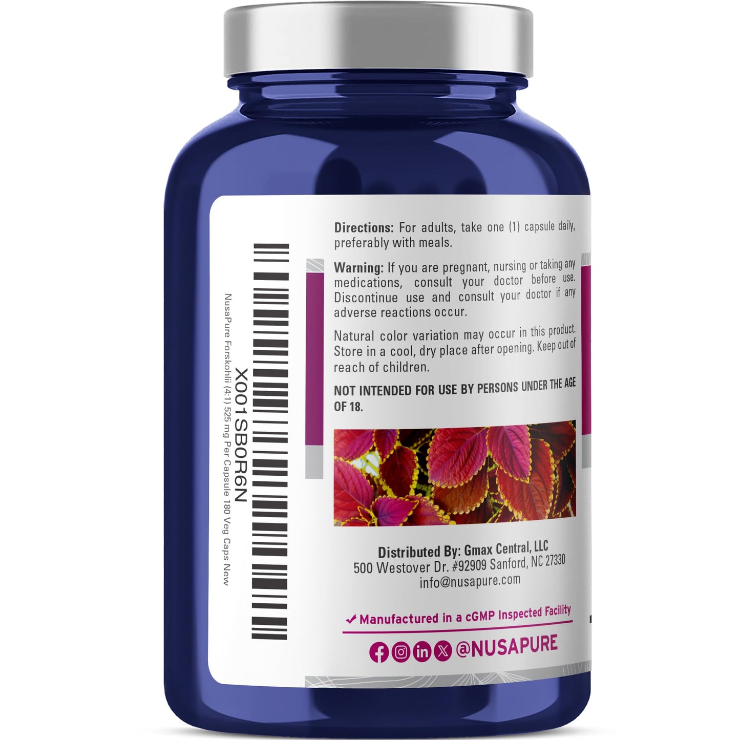 NusaPure Forskohlii 4:1 Extract, 525 mg Equivalent to 21,00 mgper Veggie Caps - 180 Capsules (Non-GMO, Vegan & Gluten Free) - Maple Wellness Supplements
