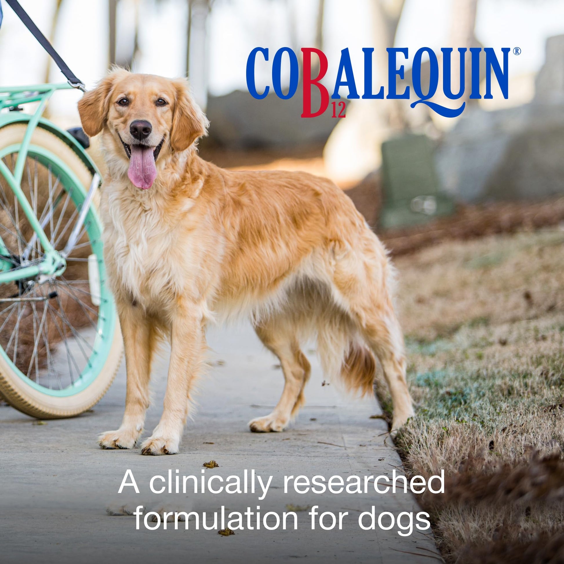 Nutramax Cobalequin B12 for Dogs, Oral Cobalamin Supplement with Folate, Vitamin B12 for Dogs Over 22 lbs., Supports GI Health, Chewable Tablets, 45 Count - Maple Wellness Supplements